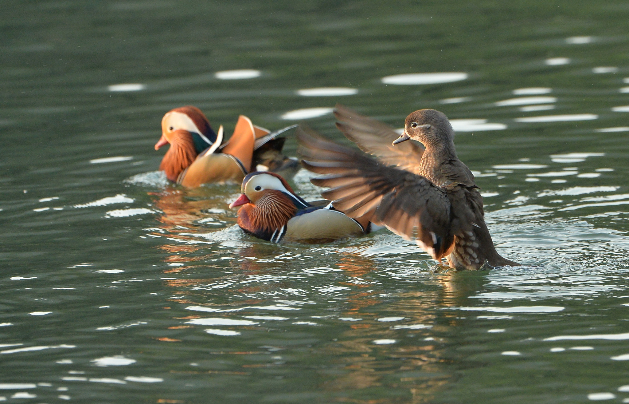 Nikon D4 sample photo. Mandarin duck photography