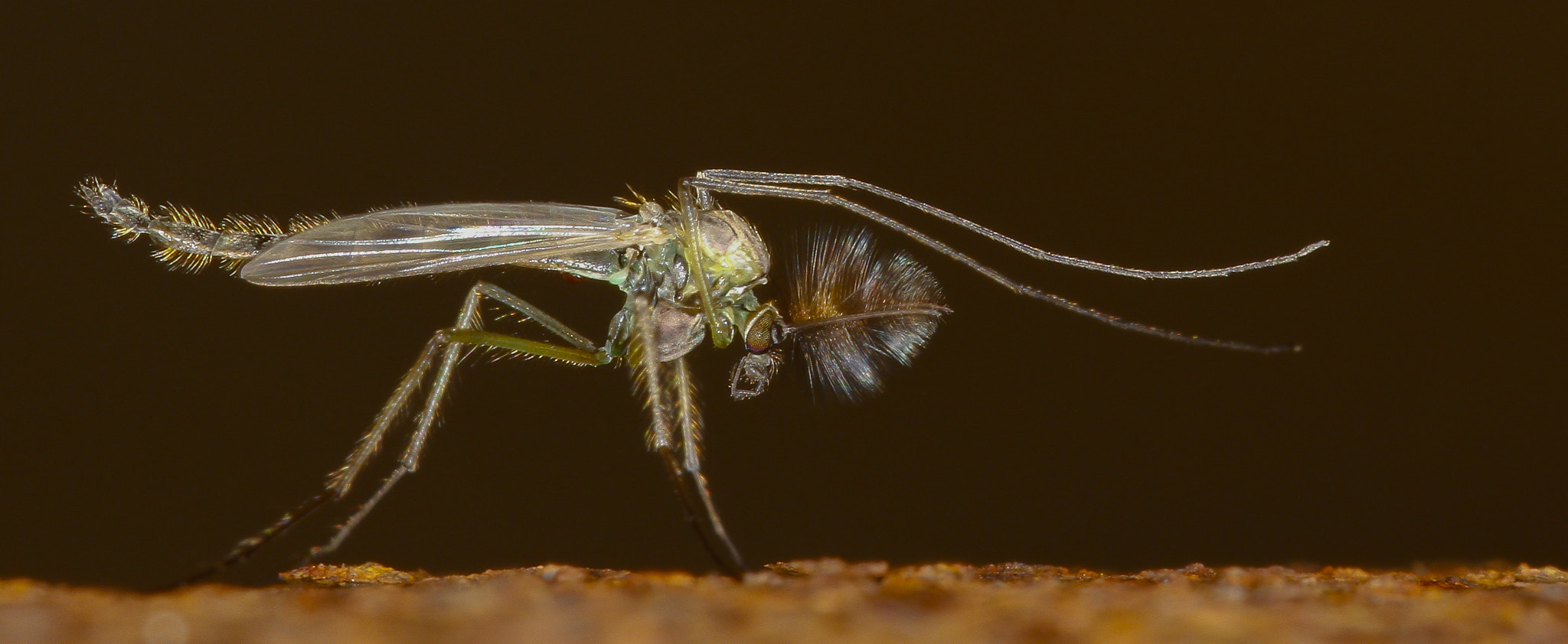 Canon EOS 7D sample photo. Small musquito photography
