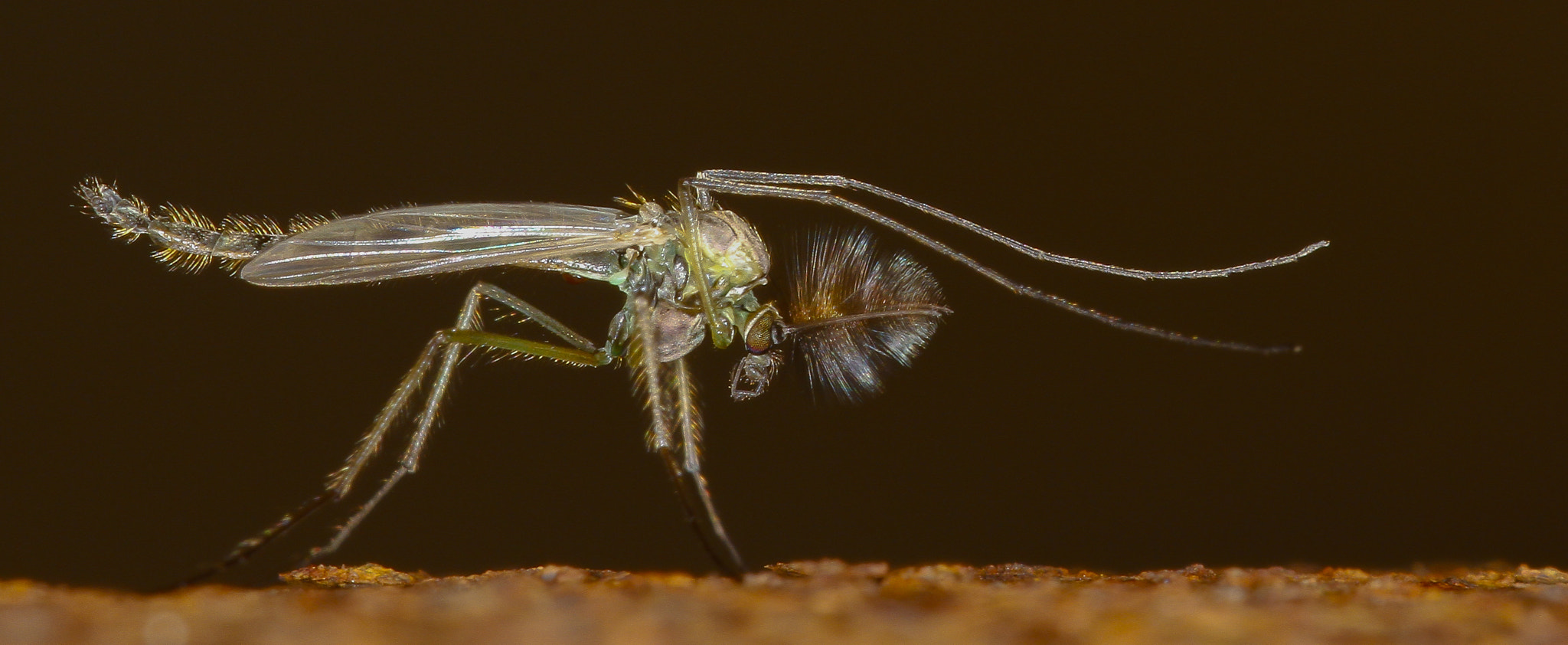 Sigma 150mm f/2.8 EX DG OS HSM APO Macro sample photo. Small musquito photography