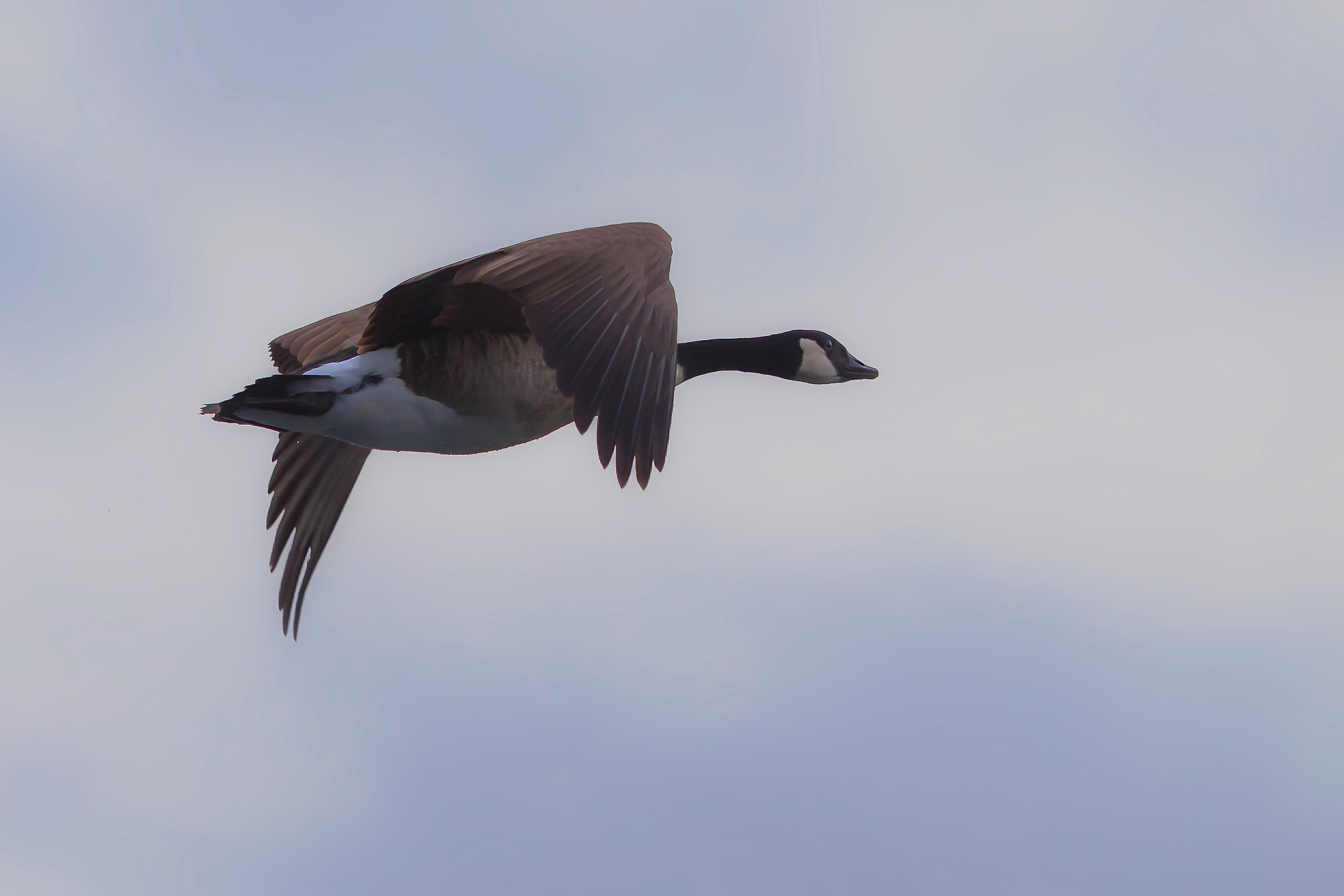 Canon EF 400mm F2.8L IS II USM sample photo. Canada goose.... photography