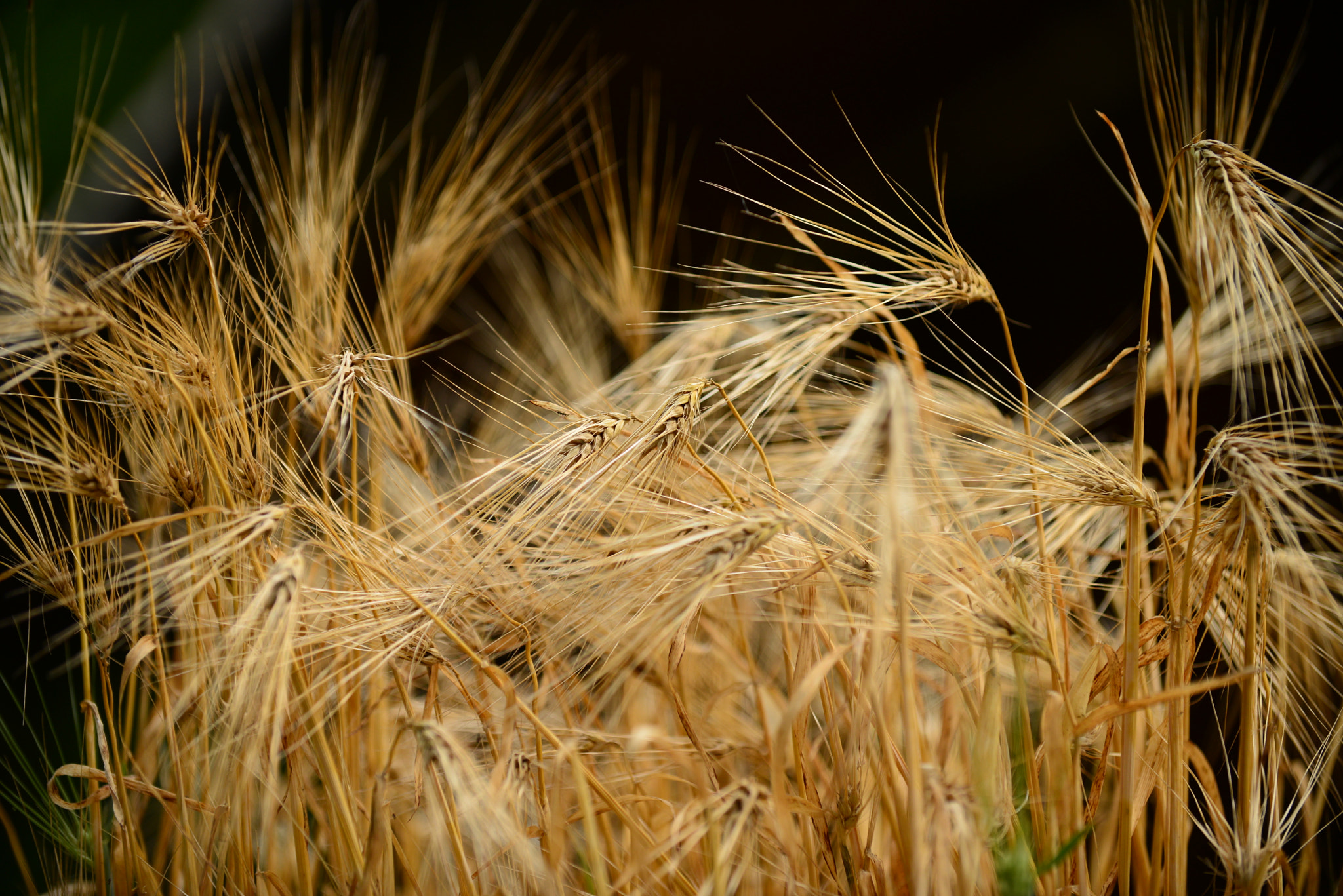 Nikon D600 sample photo. Golden barley photography