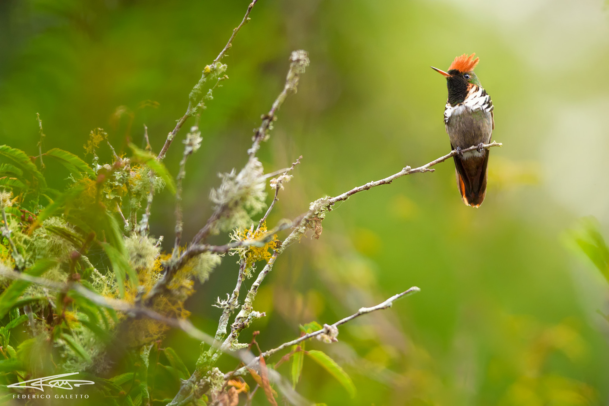 Sigma 150-500mm F5-6.3 DG OS HSM sample photo. Topetinho vermelho (frilled coquette) photography