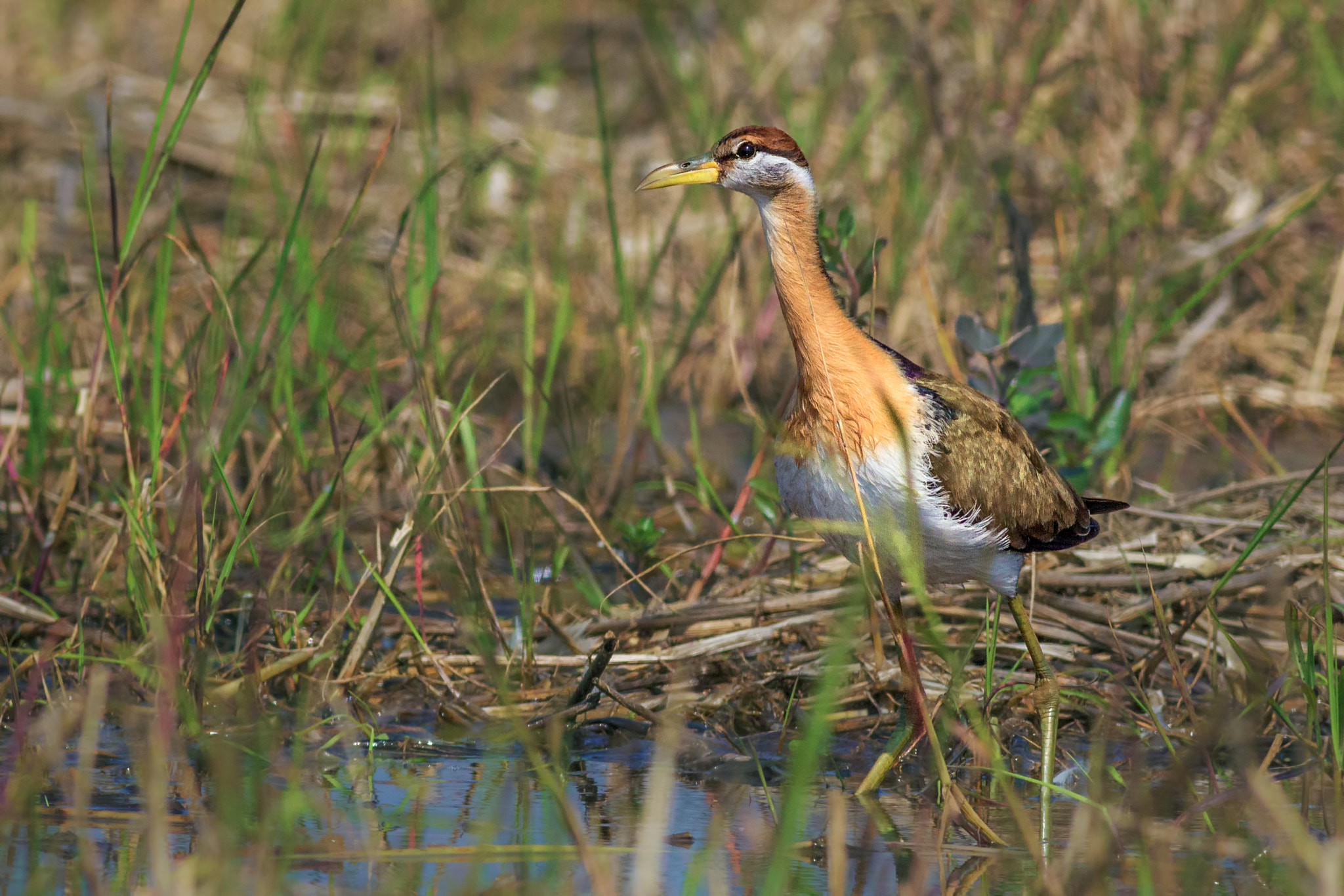 Canon EOS 600D (Rebel EOS T3i / EOS Kiss X5) + Canon EF 400mm F5.6L USM sample photo. Bronze winged jacana juvenile photography