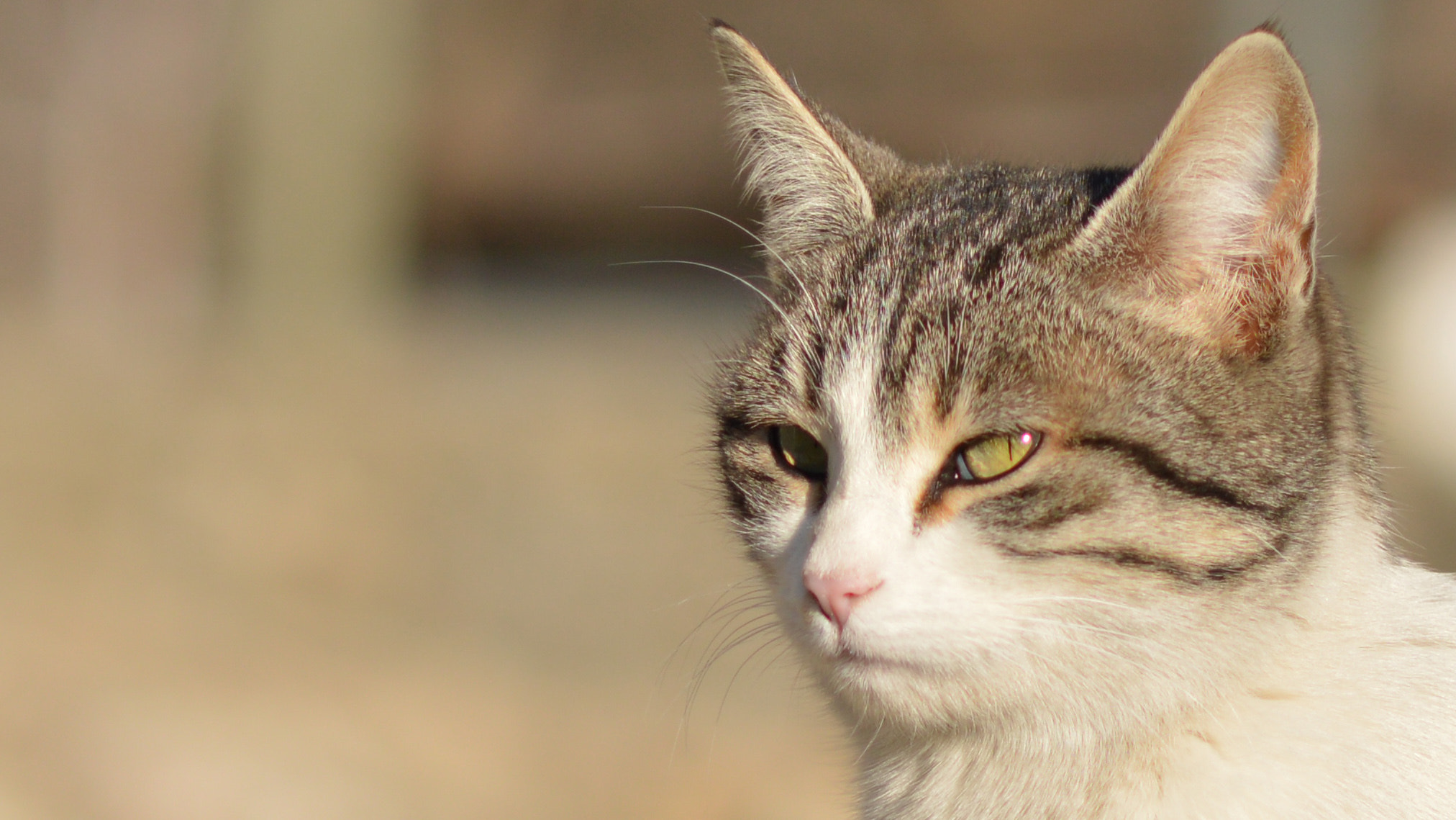 Nikon D3200 sample photo. Kızgın keti - angry cat :d photography