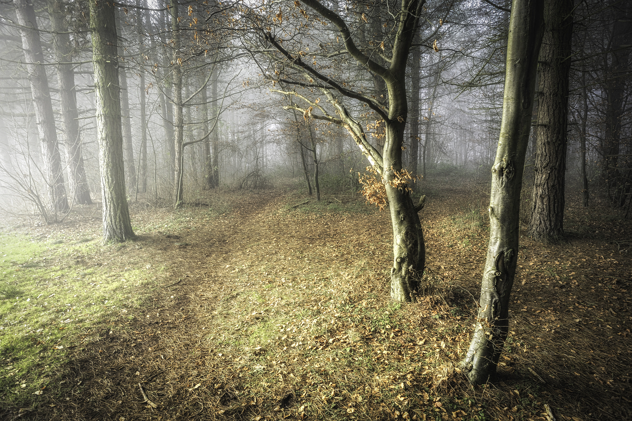 Nikon D700 + Nikon AF Nikkor 20mm F2.8D sample photo. Sunlit woodland photography