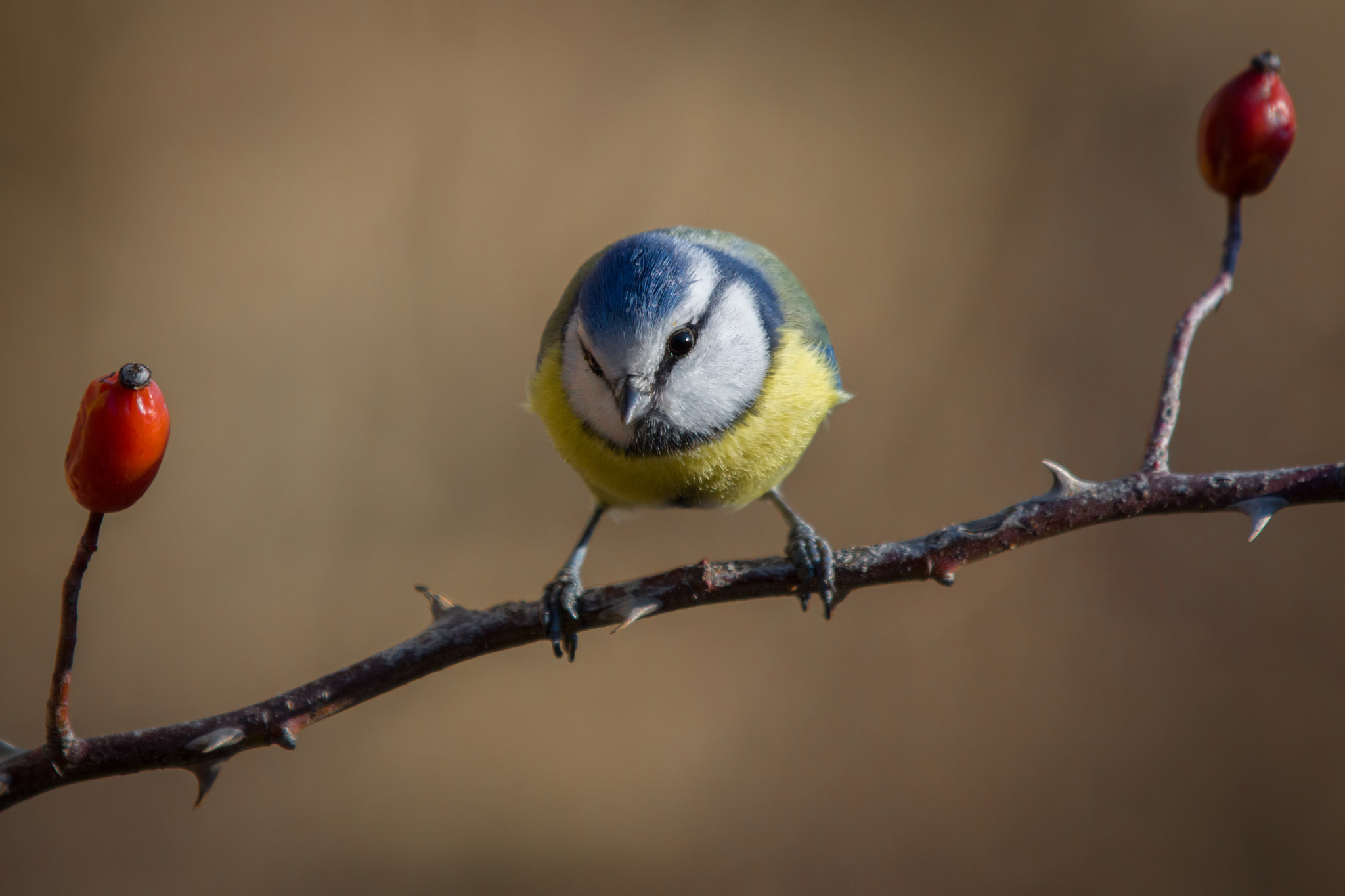 Canon EF 70-200mm F2.8L IS II USM sample photo. The curious tit photography