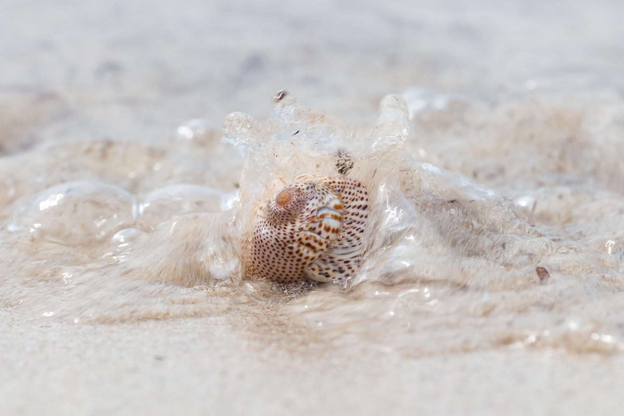 Canon EOS 650D (EOS Rebel T4i / EOS Kiss X6i) + Tamron SP AF 90mm F2.8 Di Macro sample photo. Rolling snail photography