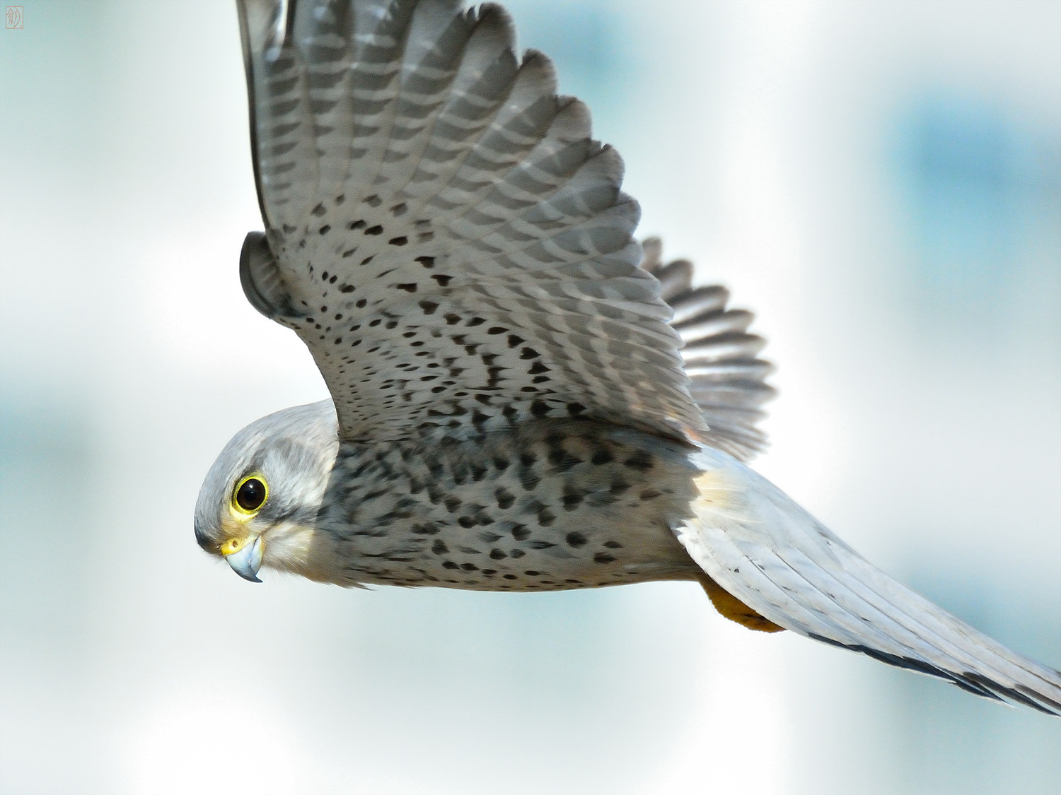 Sigma 50-500mm F4.5-6.3 DG OS HSM sample photo. () photography