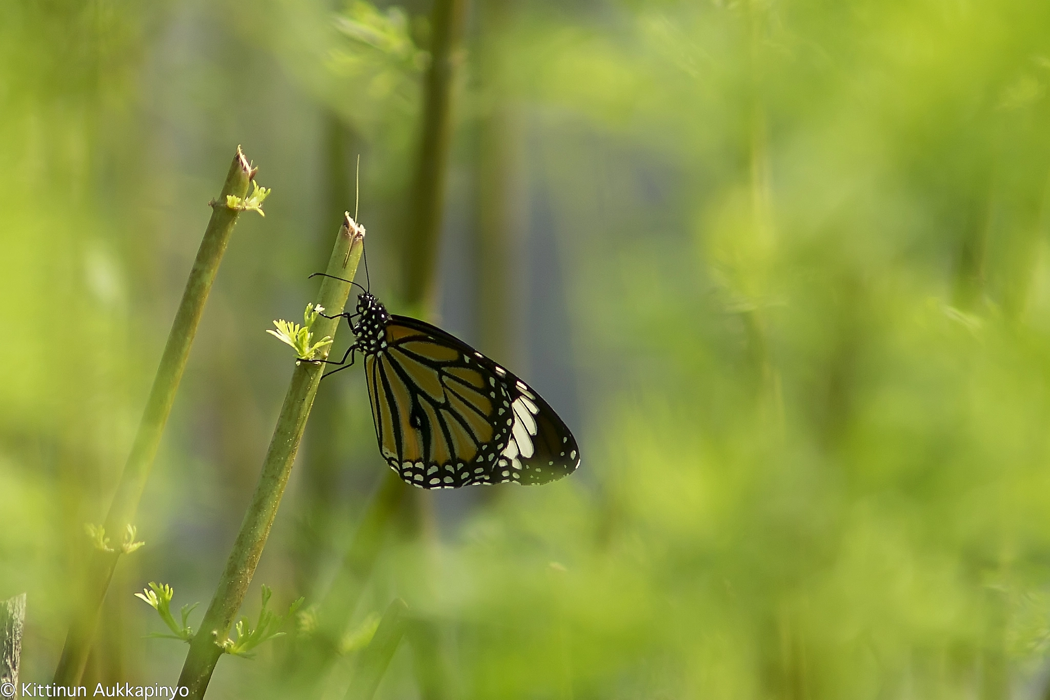 Minolta AF 70-210mm F4 Macro sample photo. Butterfly photography