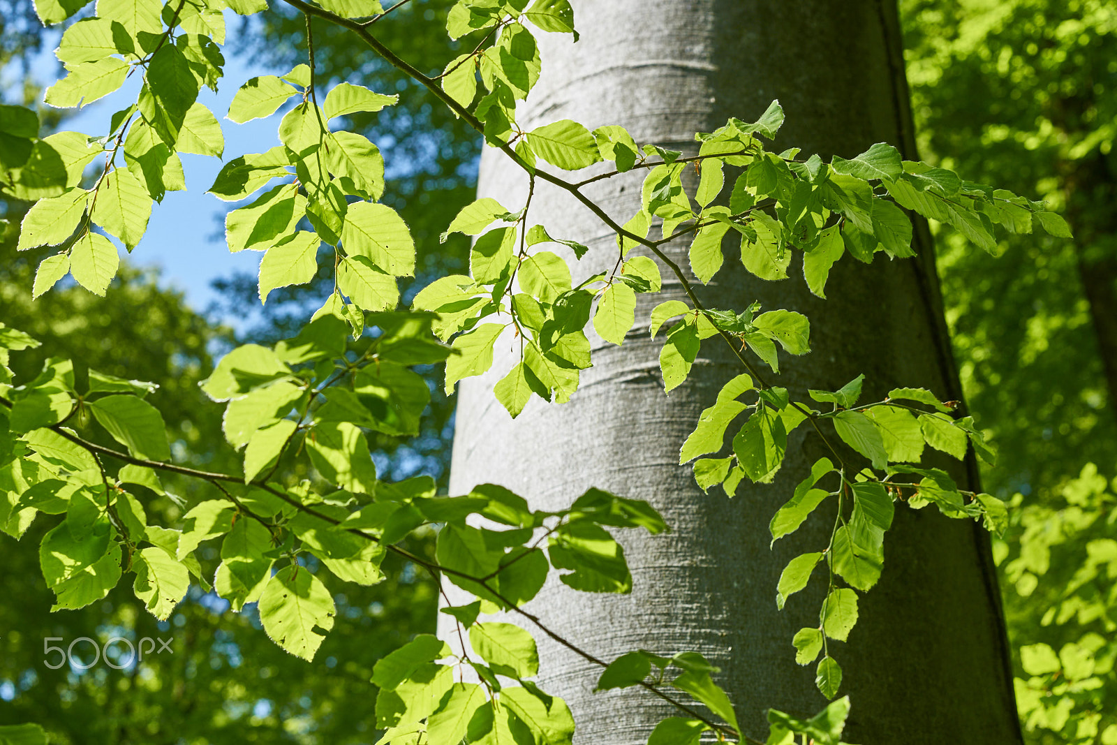 Sony Sonnar T* FE 55mm F1.8 ZA sample photo. Beech foliage in springtime photography