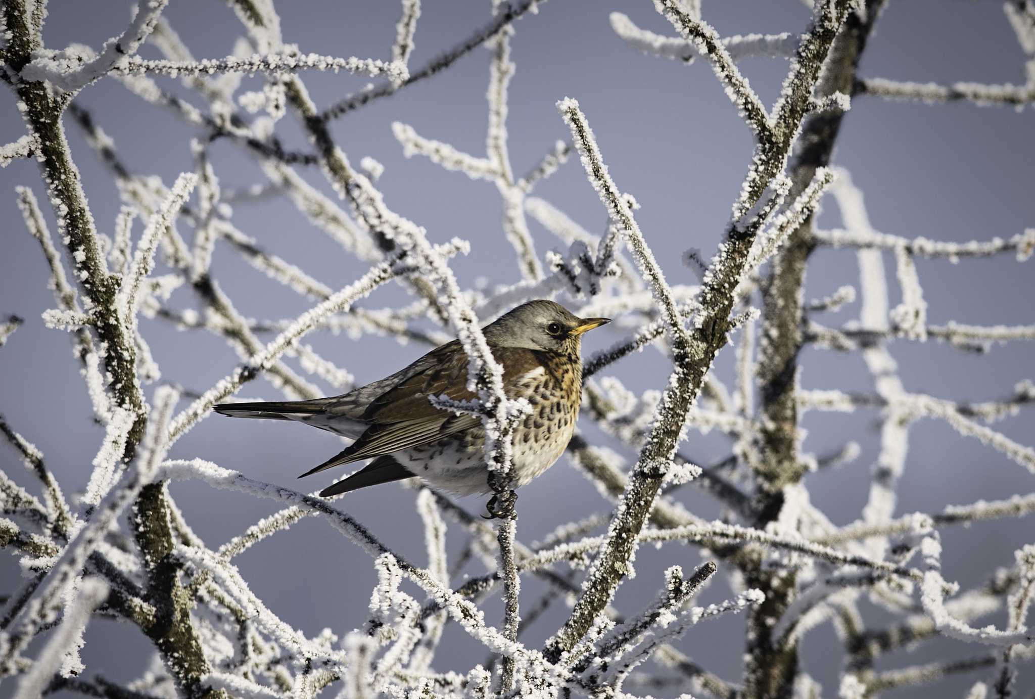 Nikon D810 + Nikon AF-S Nikkor 300mm F4D ED-IF sample photo. Fieldfare - turdus pilaris photography