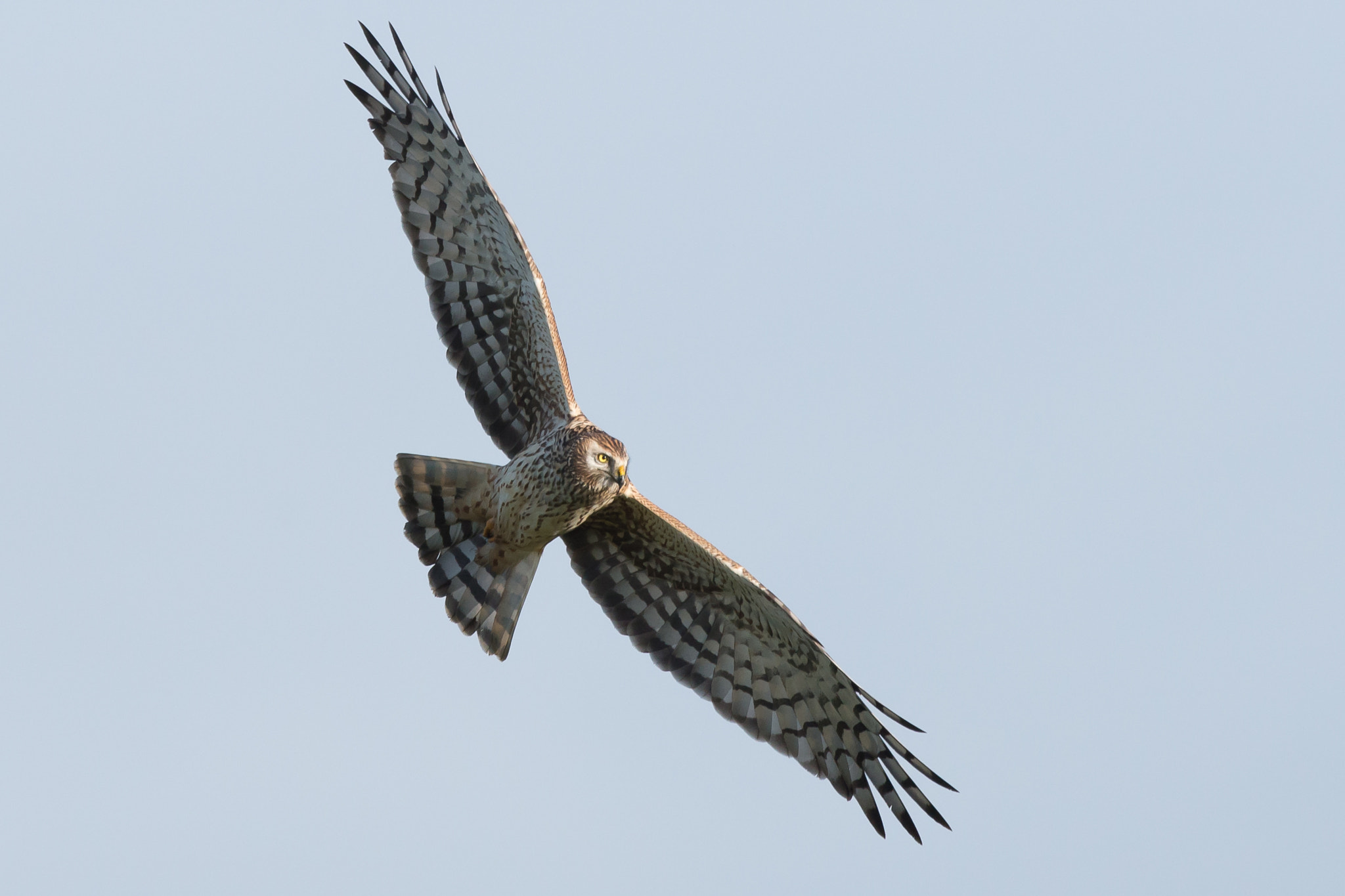 Nikon D610 + Nikon AF-S Nikkor 500mm F4G ED VR sample photo. Hen harrier photography