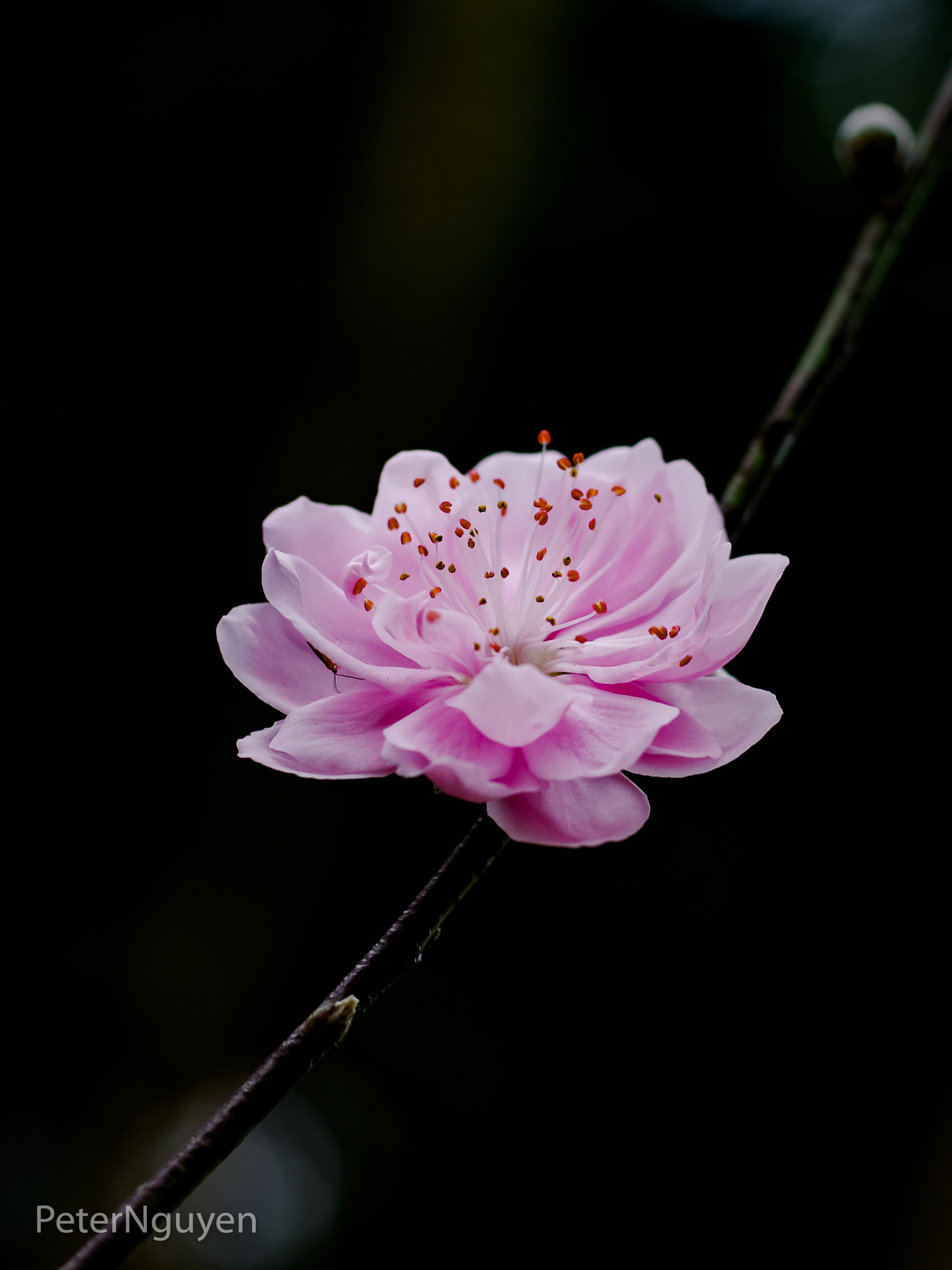 Pentax K-5 IIs + Pentax smc DA* 55mm F1.4 SDM sample photo. Lunar new year's flower photography