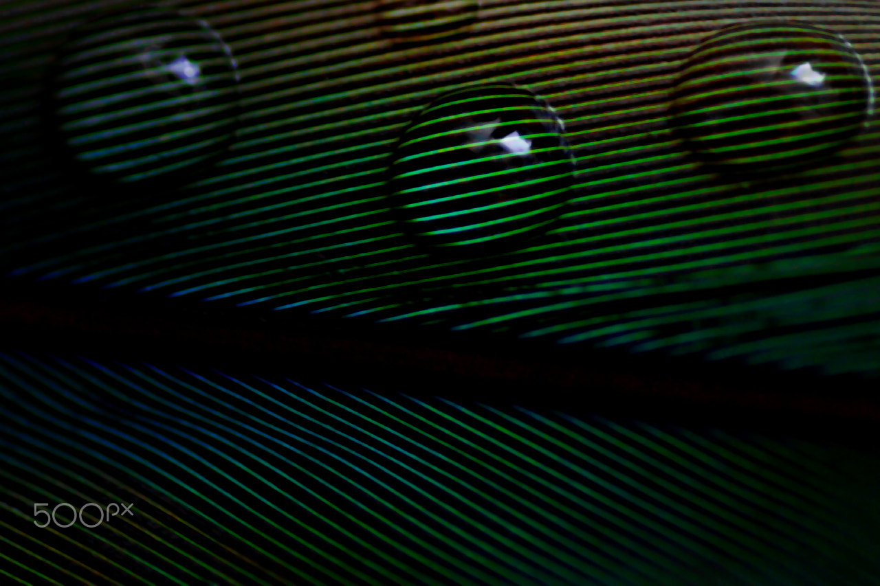 Pentax smc D-FA 100mm F2.8 Macro WR sample photo. Drops photography