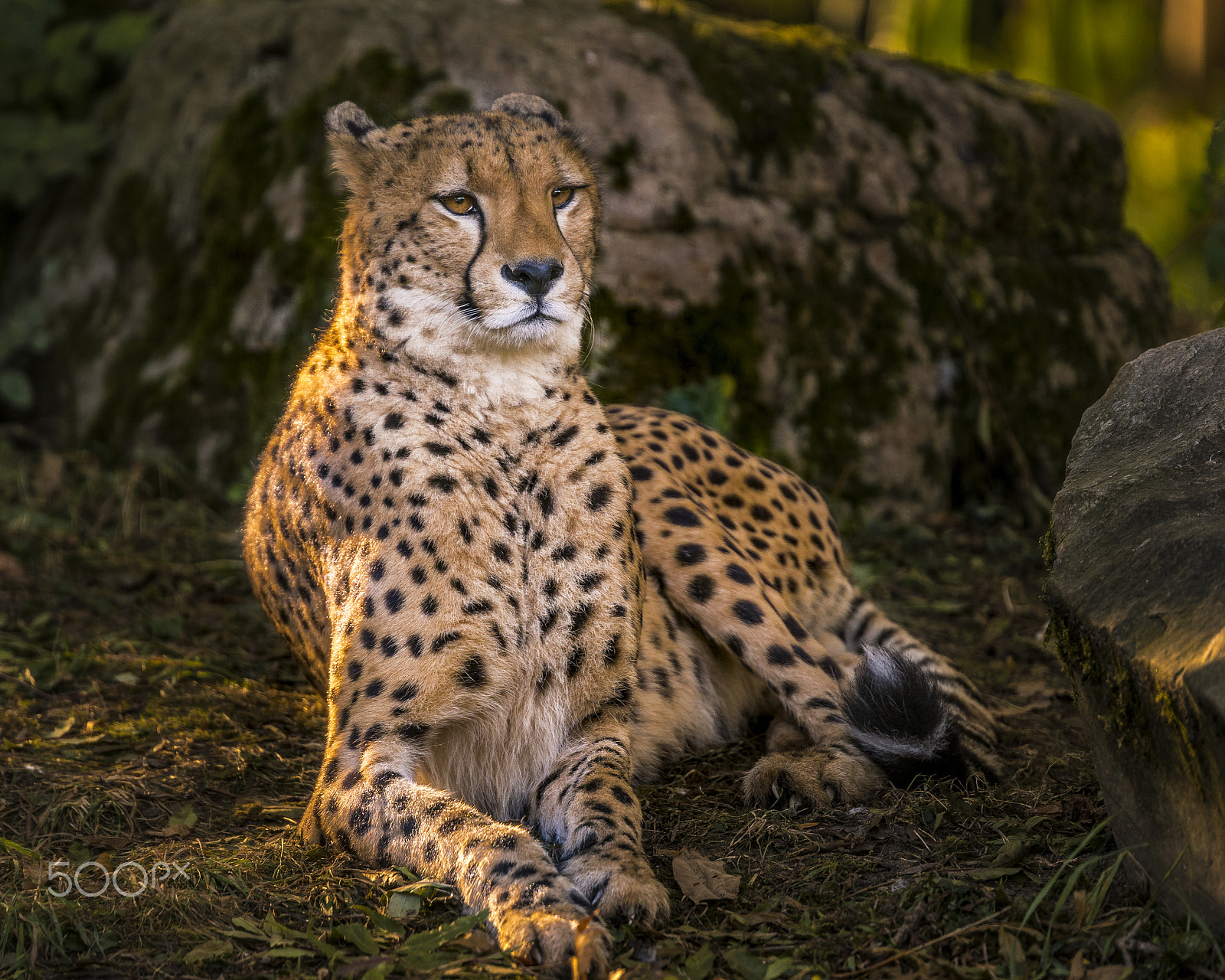 Sony ILCA-77M2 + Tamron SP 70-200mm F2.8 Di VC USD sample photo. Chilling cheetah photography