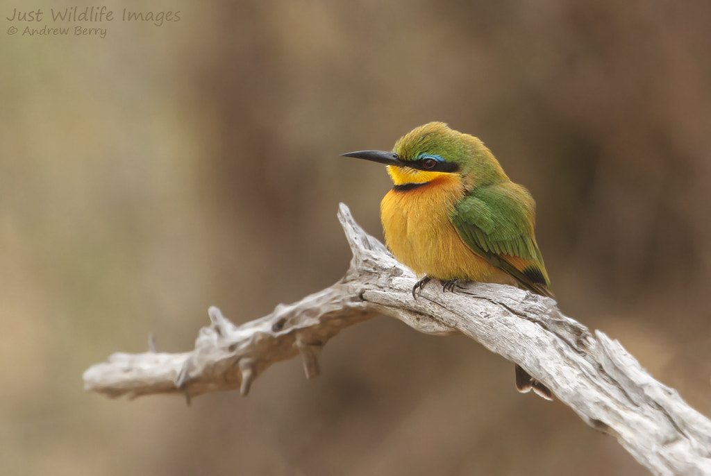 Canon EF 300mm F2.8L IS USM sample photo. Little bee-eater photography