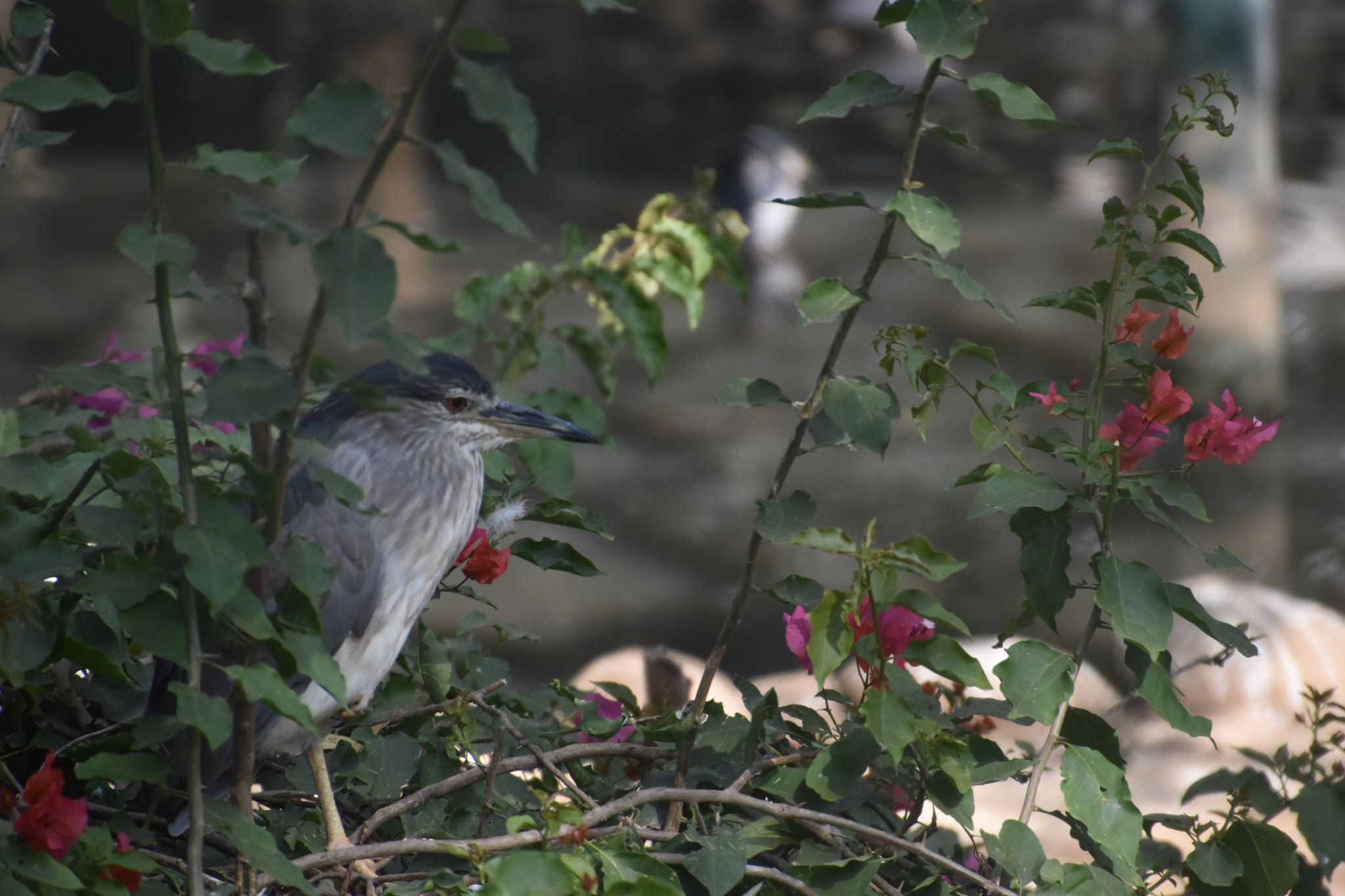 Nikon D5500 sample photo. Rest photography