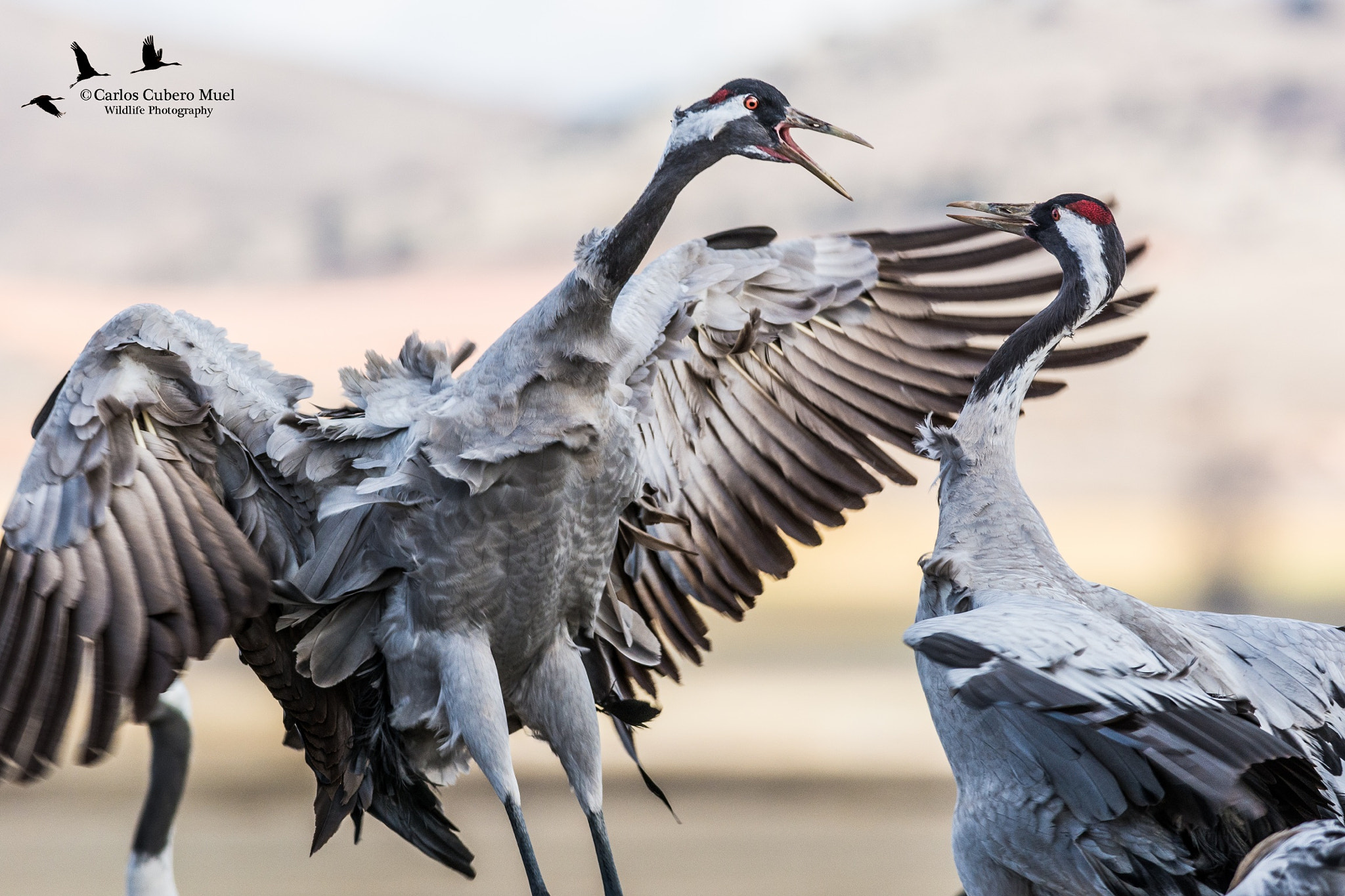 Nikon D7100 + Nikon AF-S Nikkor 300mm F4D ED-IF sample photo. Peleas photography