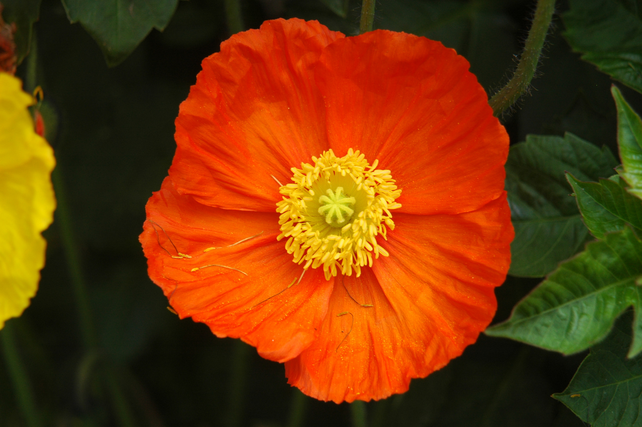 Nikon D70 + AF Zoom-Nikkor 24-120mm f/3.5-5.6D IF sample photo. Orange poppy photography