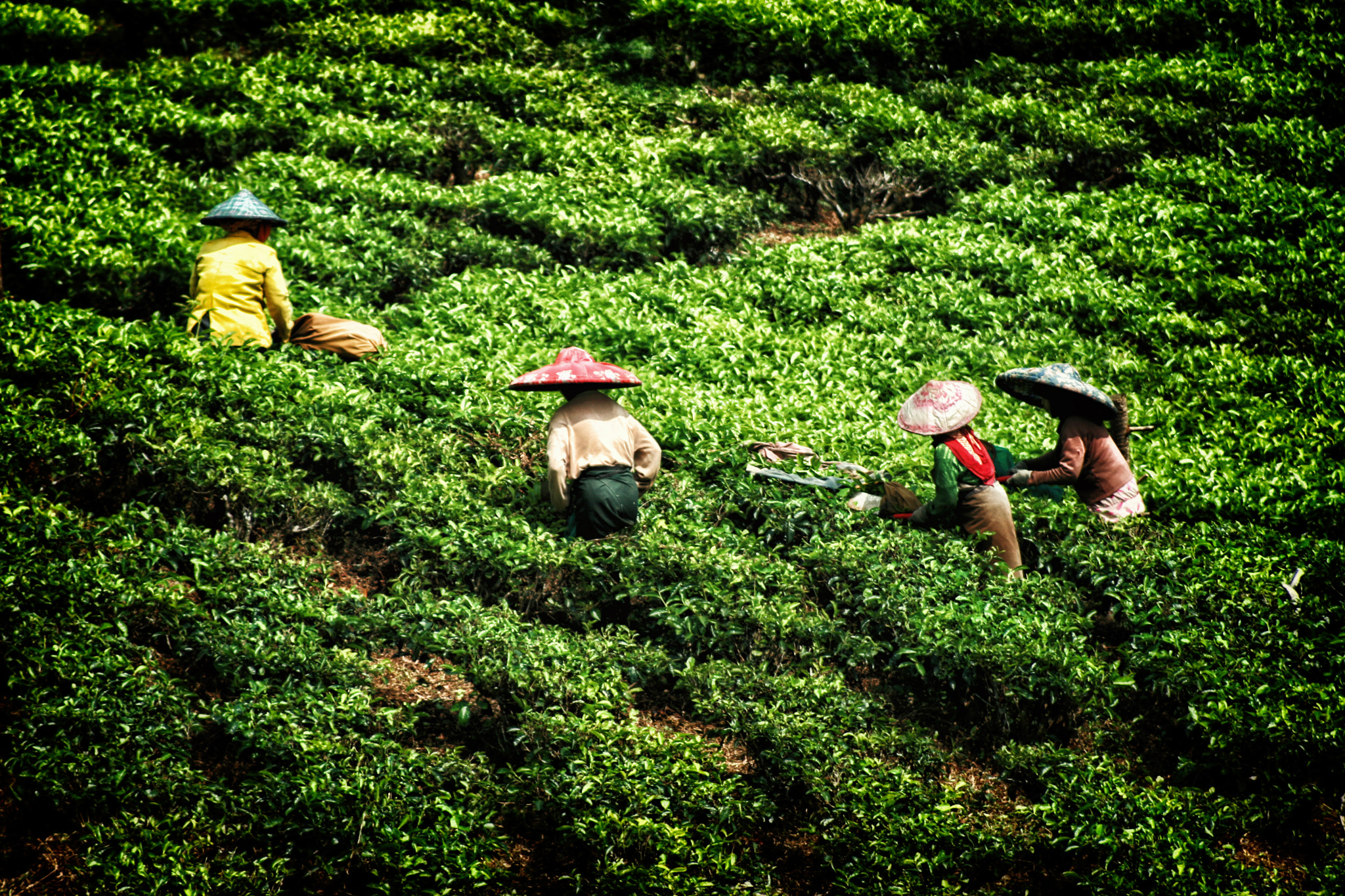 Canon EF 80-200mm F4.5-5.6 II sample photo. Tea in java photography