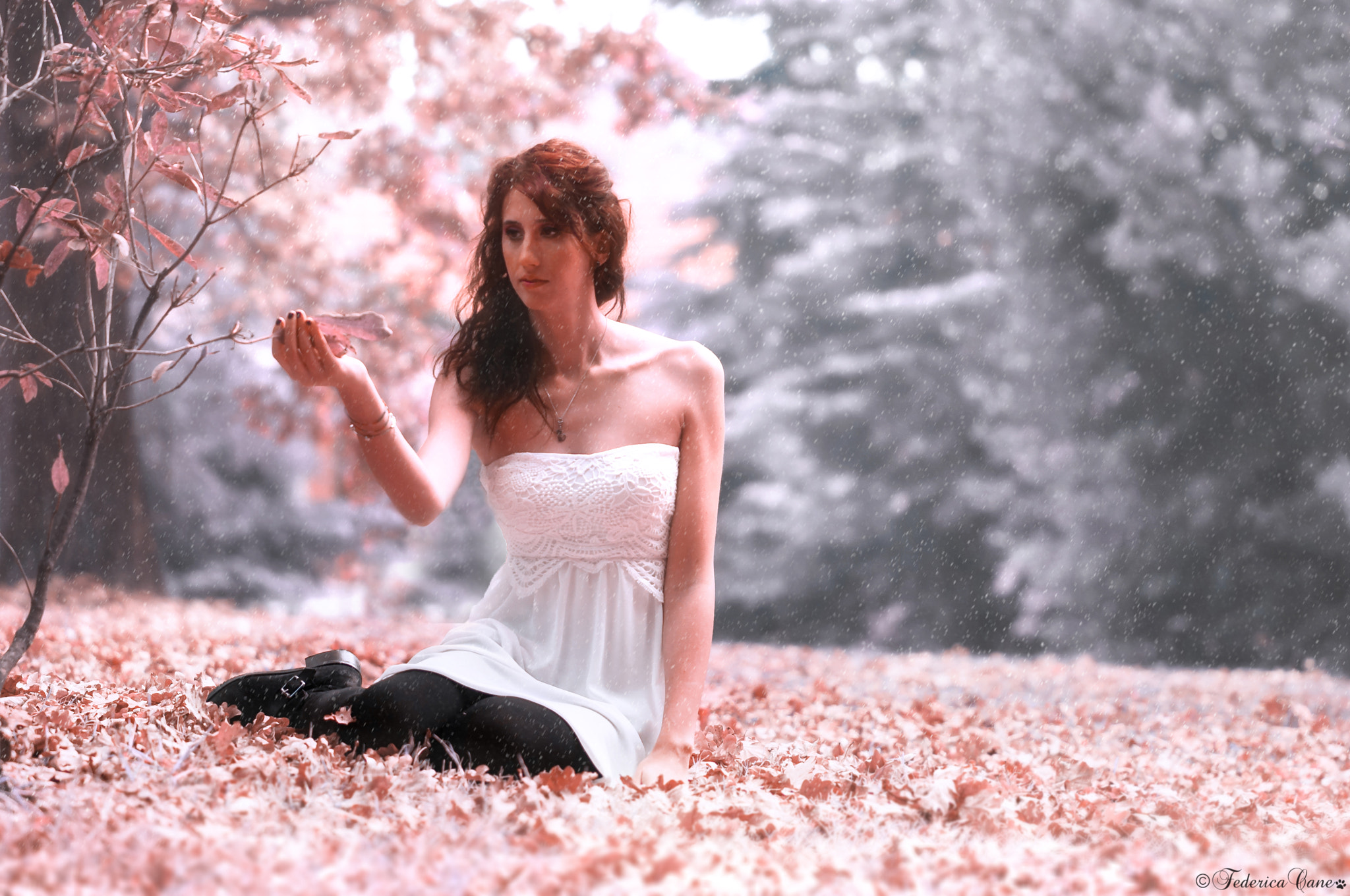 Sigma 105mm F2.8 EX DG OS HSM sample photo. Betta in a fairy world photography