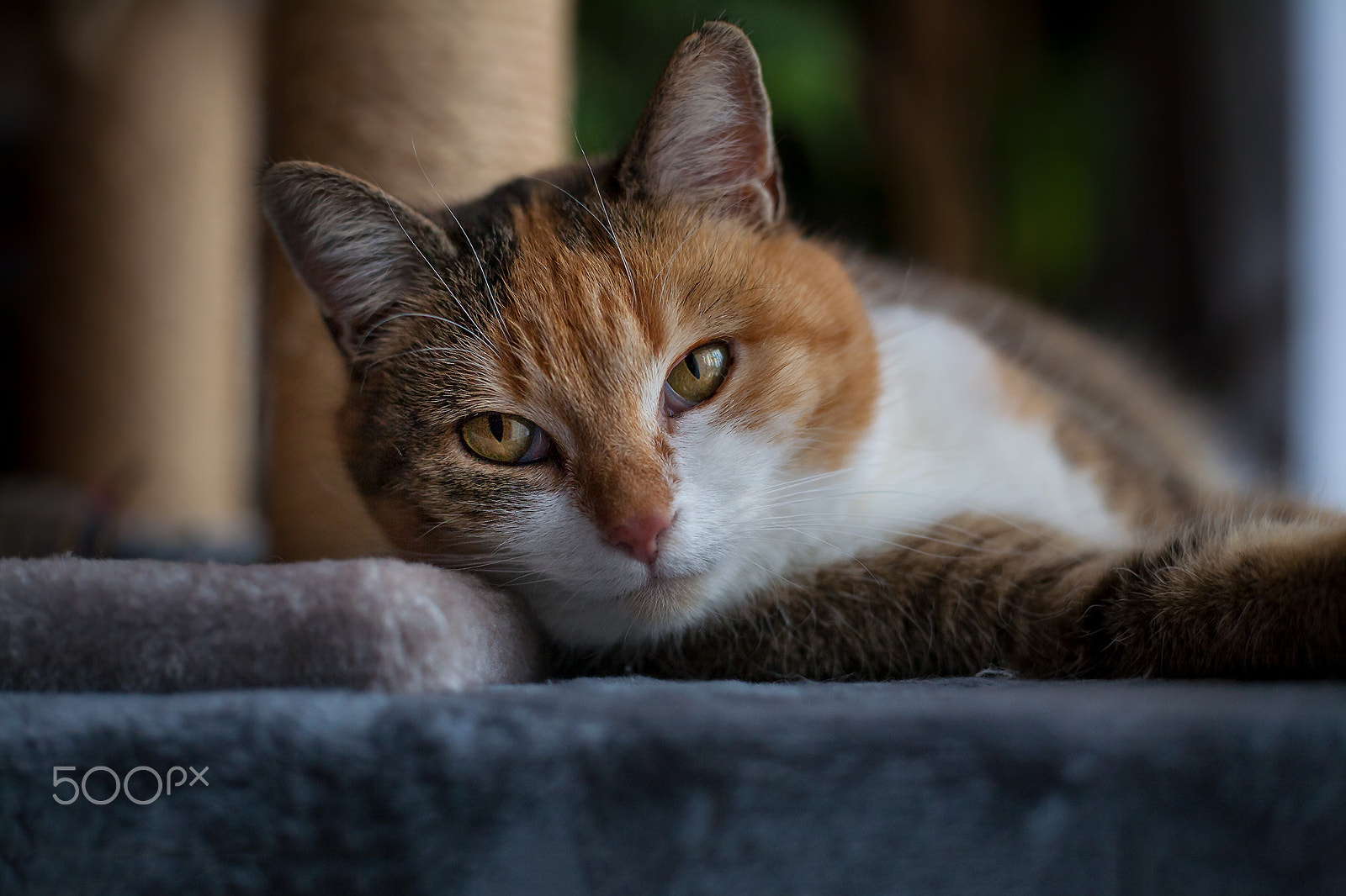 Canon EOS 5D + Canon EF 50mm F1.8 STM sample photo. Maja relax photography