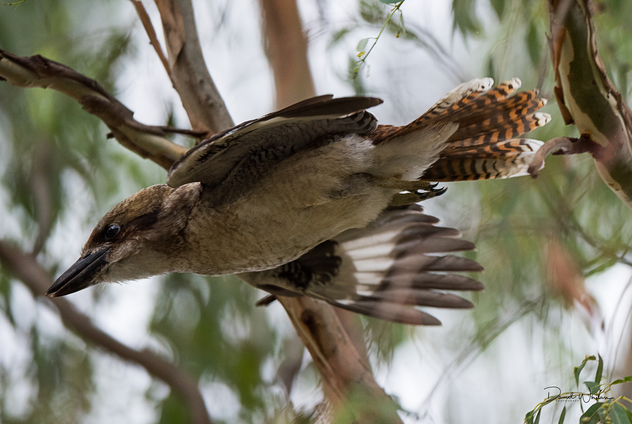 Nikon AF-S Nikkor 400mm F2.8E FL ED VR sample photo. Kookaburra photography