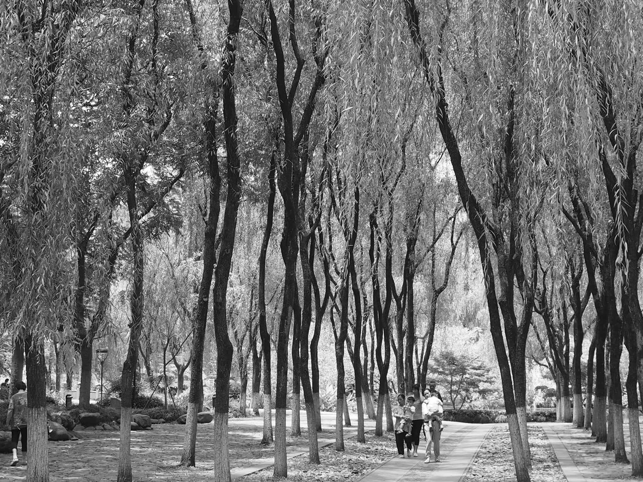 Olympus OM-D E-M10 + Sigma 19mm F2.8 DN Art sample photo. Lake side - hangzou, china photography