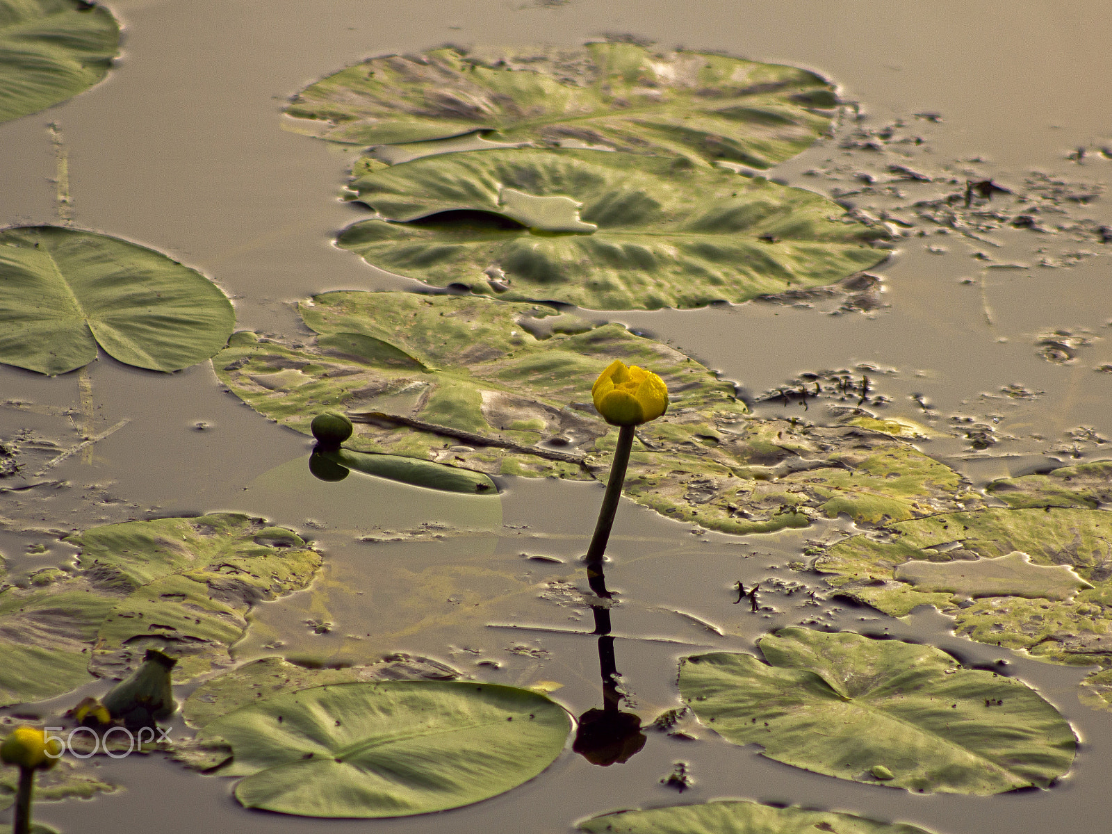 Canon EF 75-300mm f/4-5.6 USM sample photo. Lily photography