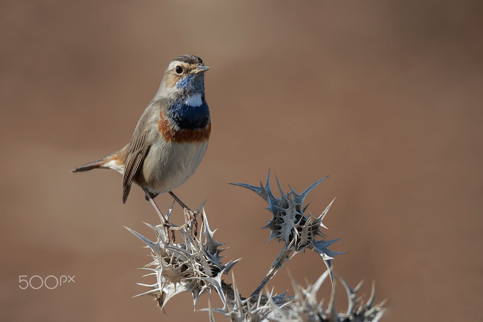 150-600mm F5-6.3 DG OS HSM | Sports 014 sample photo. Bluethroat photography