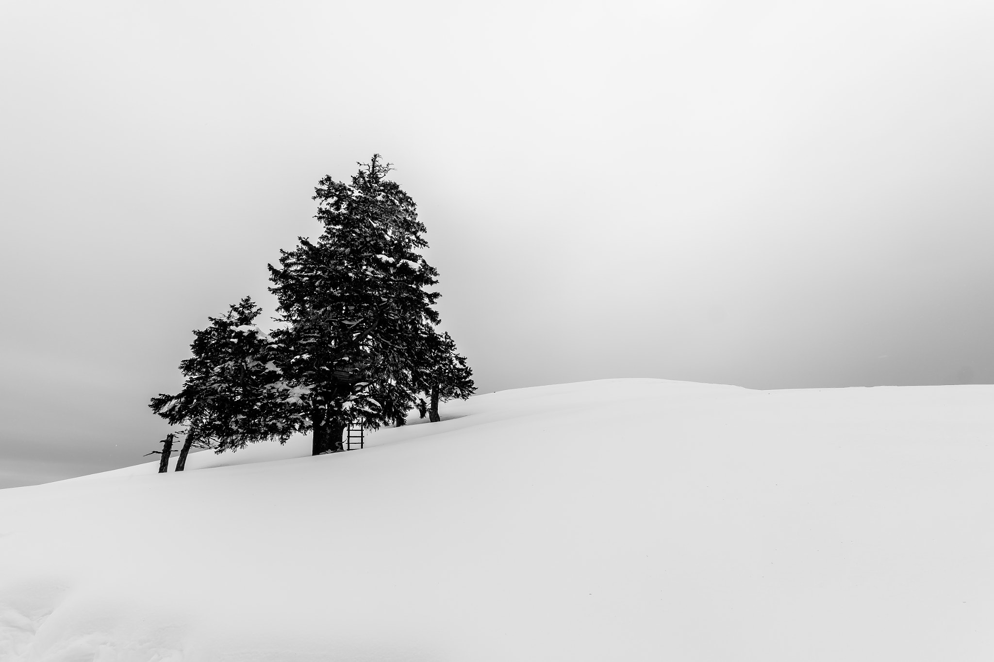 Fujifilm X-E2 + Fujifilm XF 10-24mm F4 R OIS sample photo. Lonely trees photography