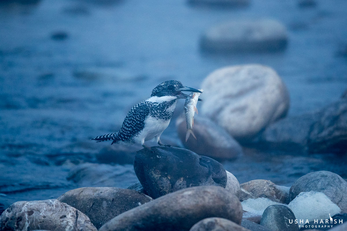 Canon EF 500mm F4L IS II USM sample photo. Crested kingfisher photography