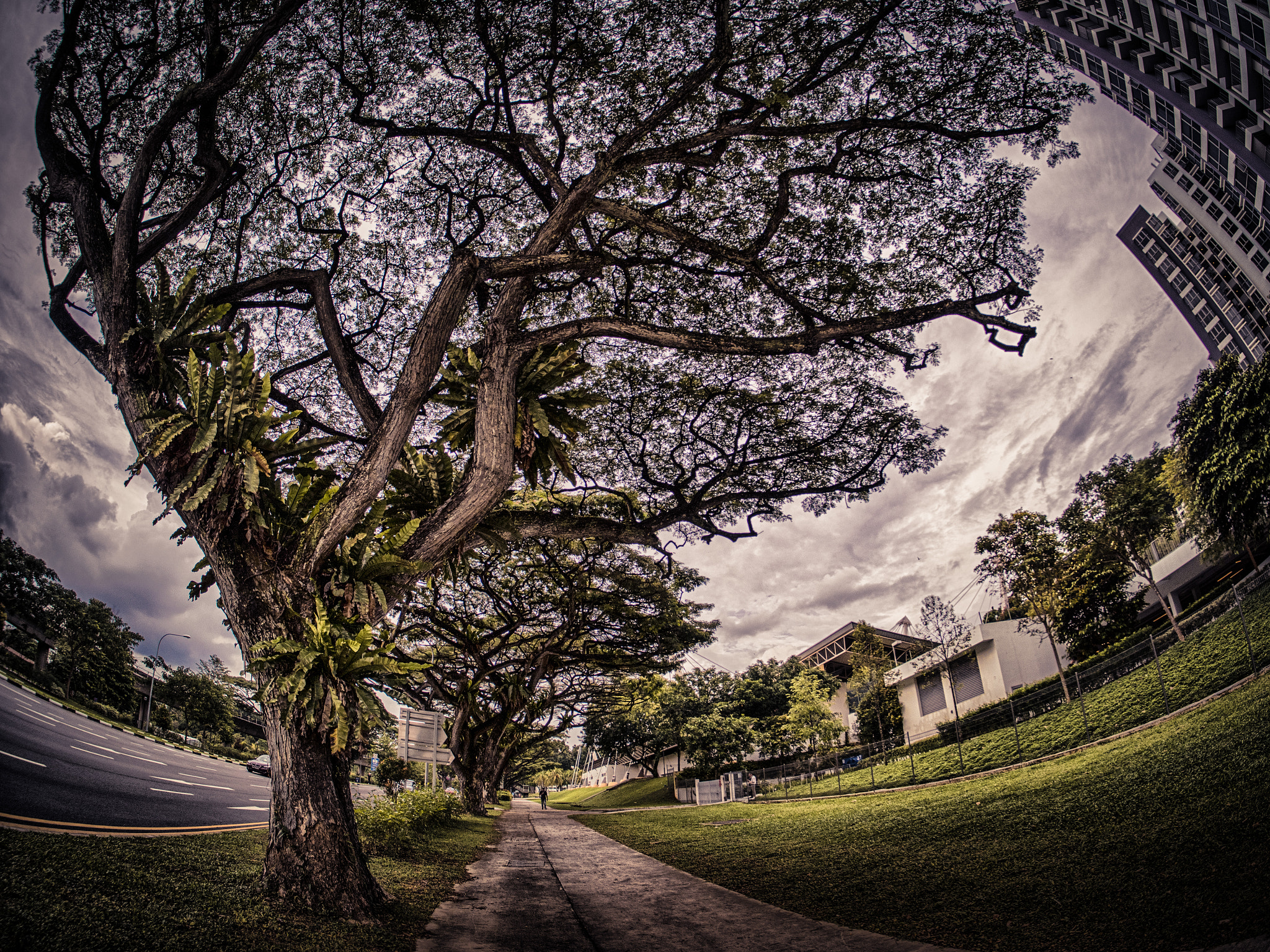 Olympus PEN-F sample photo. Rain trees in singapore photography