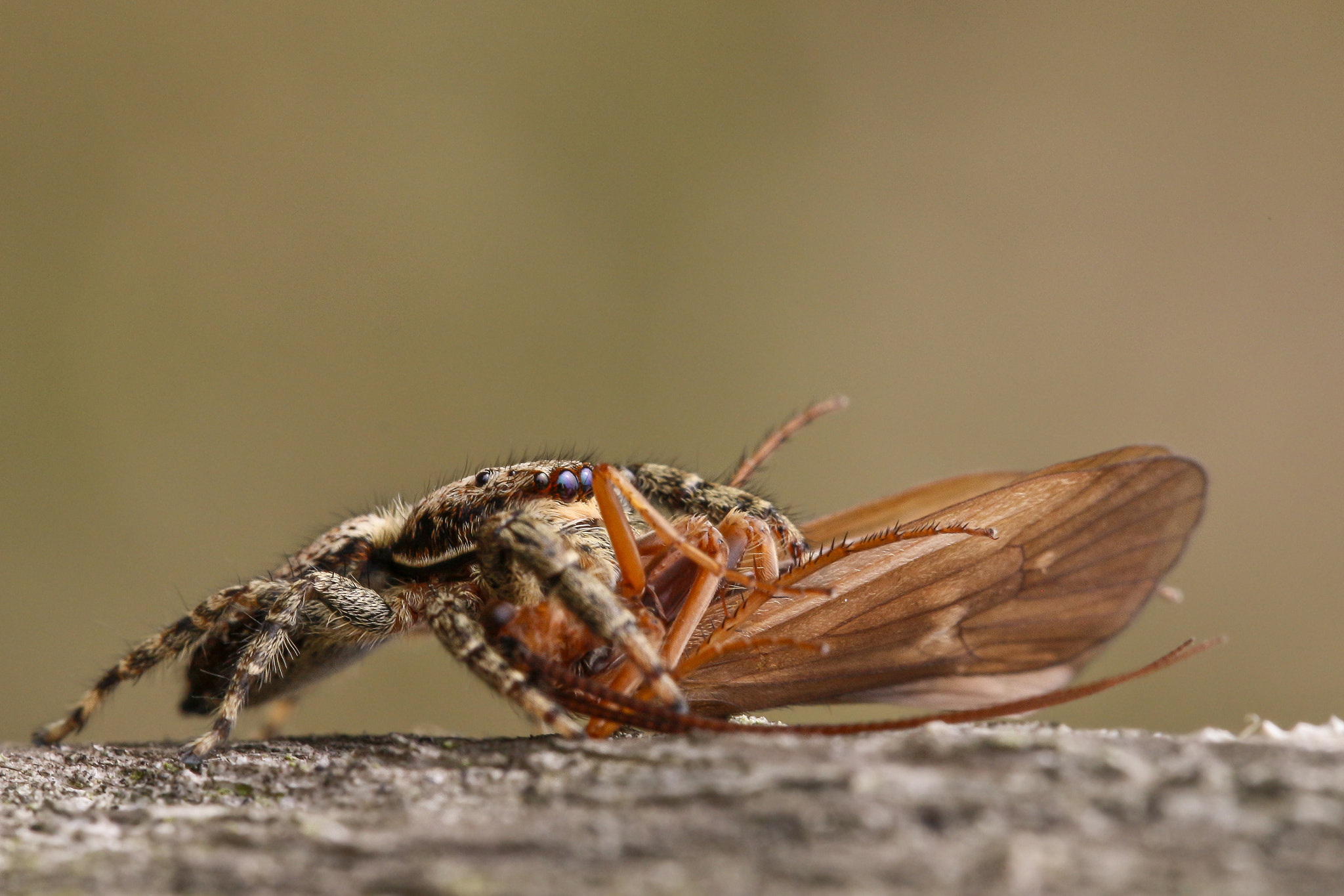 Canon EF 100mm F2.8L Macro IS USM sample photo. Small jumping spider photography