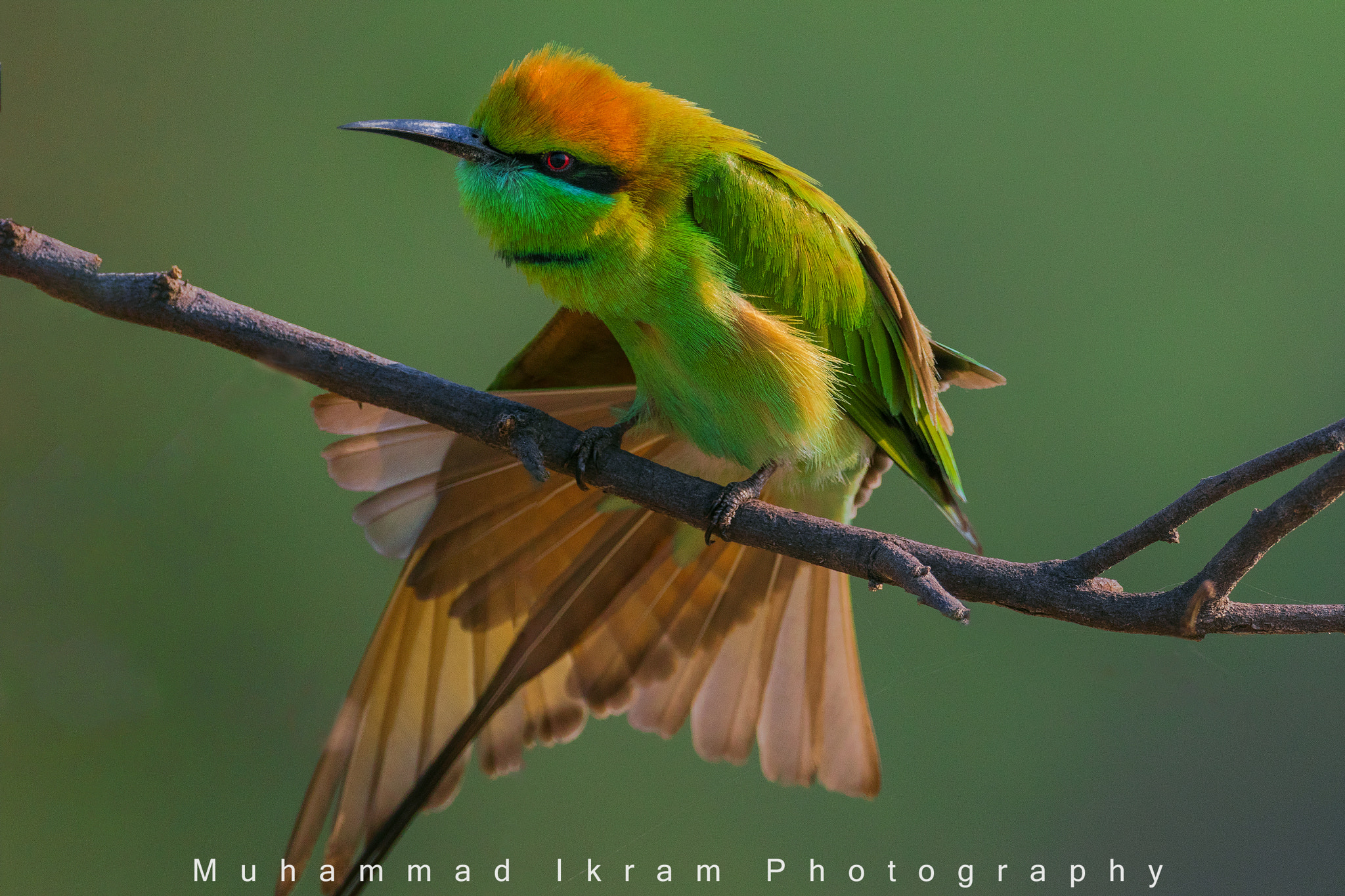 Canon EOS 7D Mark II + Canon EF 800mm F5.6L IS USM sample photo. Green bee eater photography