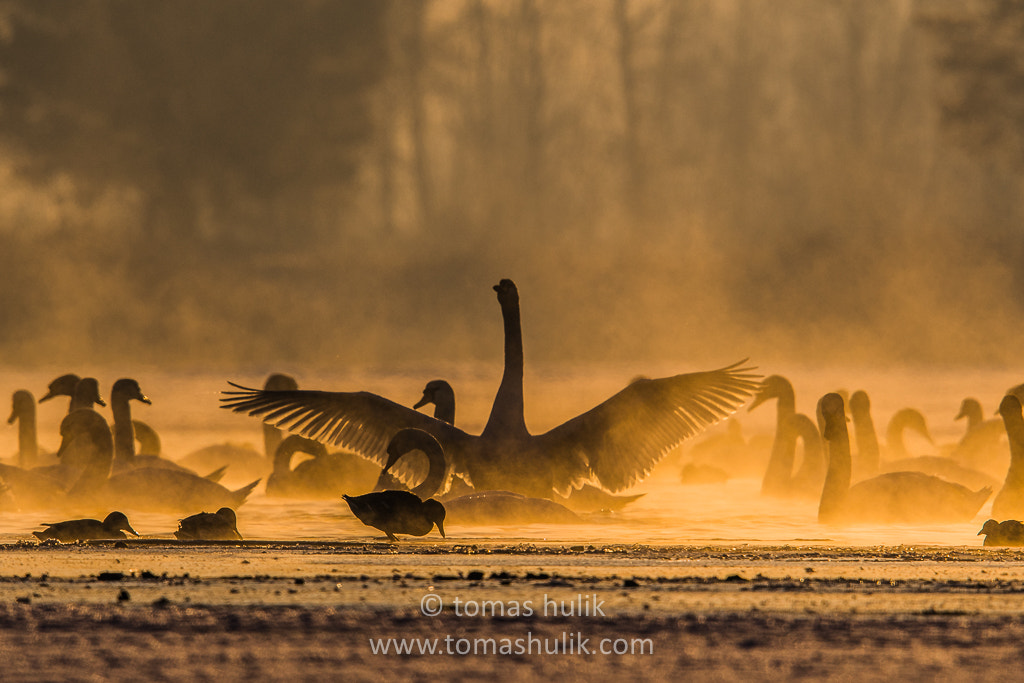Nikon D500 + Nikon AF-S Nikkor 600mm F4G ED VR sample photo. Swans photography