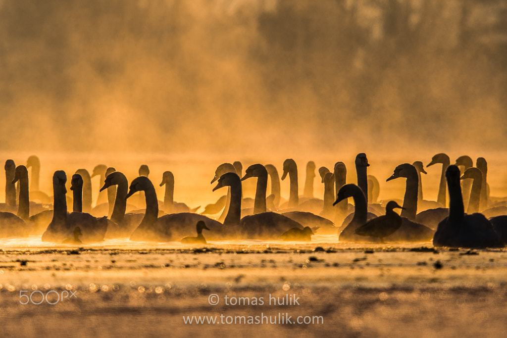 Nikon D500 + Nikon AF-S Nikkor 600mm F4G ED VR sample photo. Swans photography