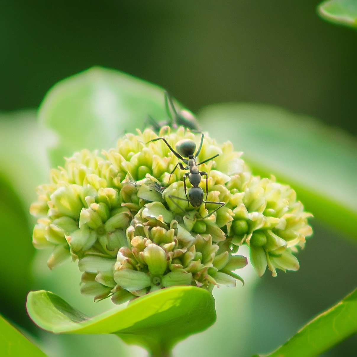 Sony a7 II + Minolta AF 70-210mm F4 Macro sample photo. Ant on a flower photography