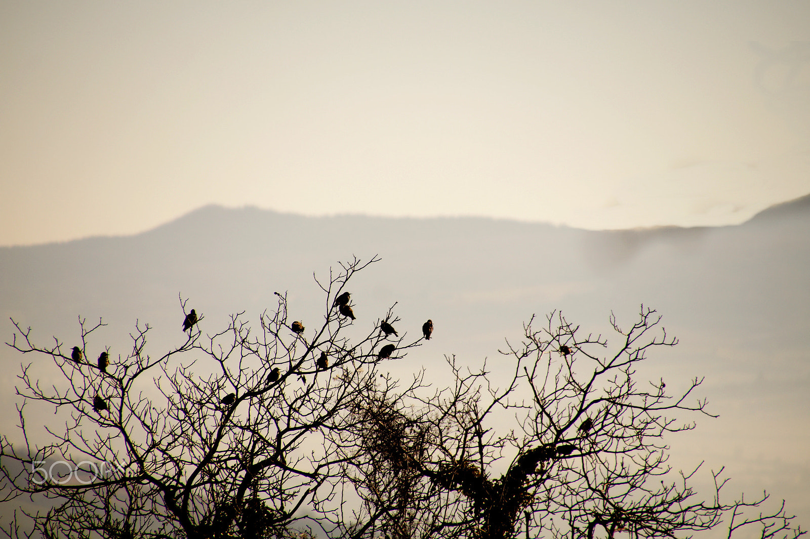 Sony SLT-A58 + Tamron 16-300mm F3.5-6.3 Di II VC PZD Macro sample photo. Birds on a tree photography