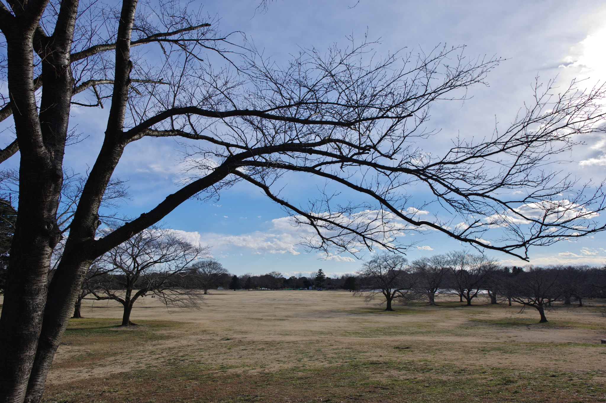 Pentax smc DA 15mm F4 ED AL Limited sample photo. The cold blue sky.... photography