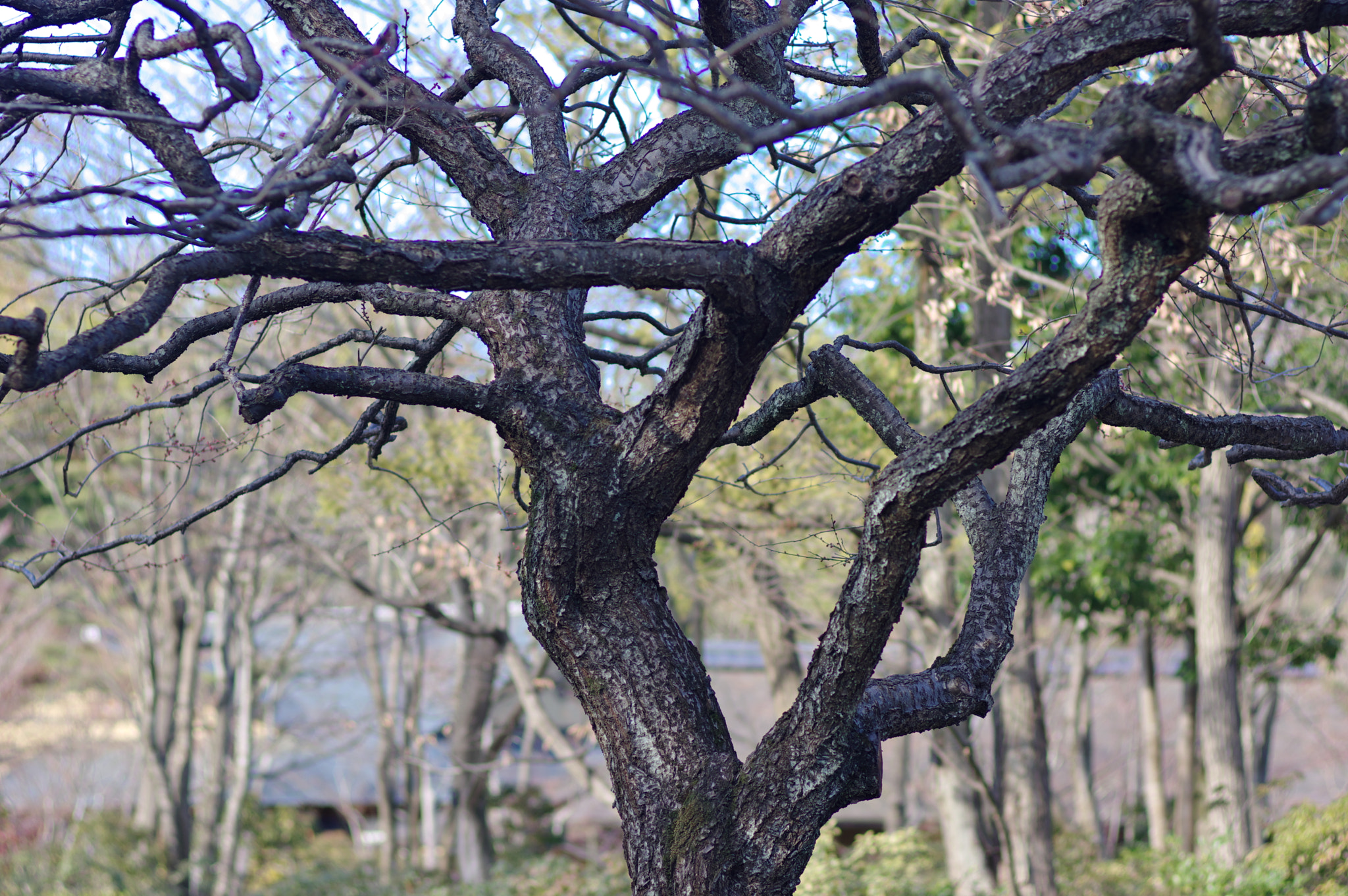 Pentax K-3 sample photo. Strong desire.... photography