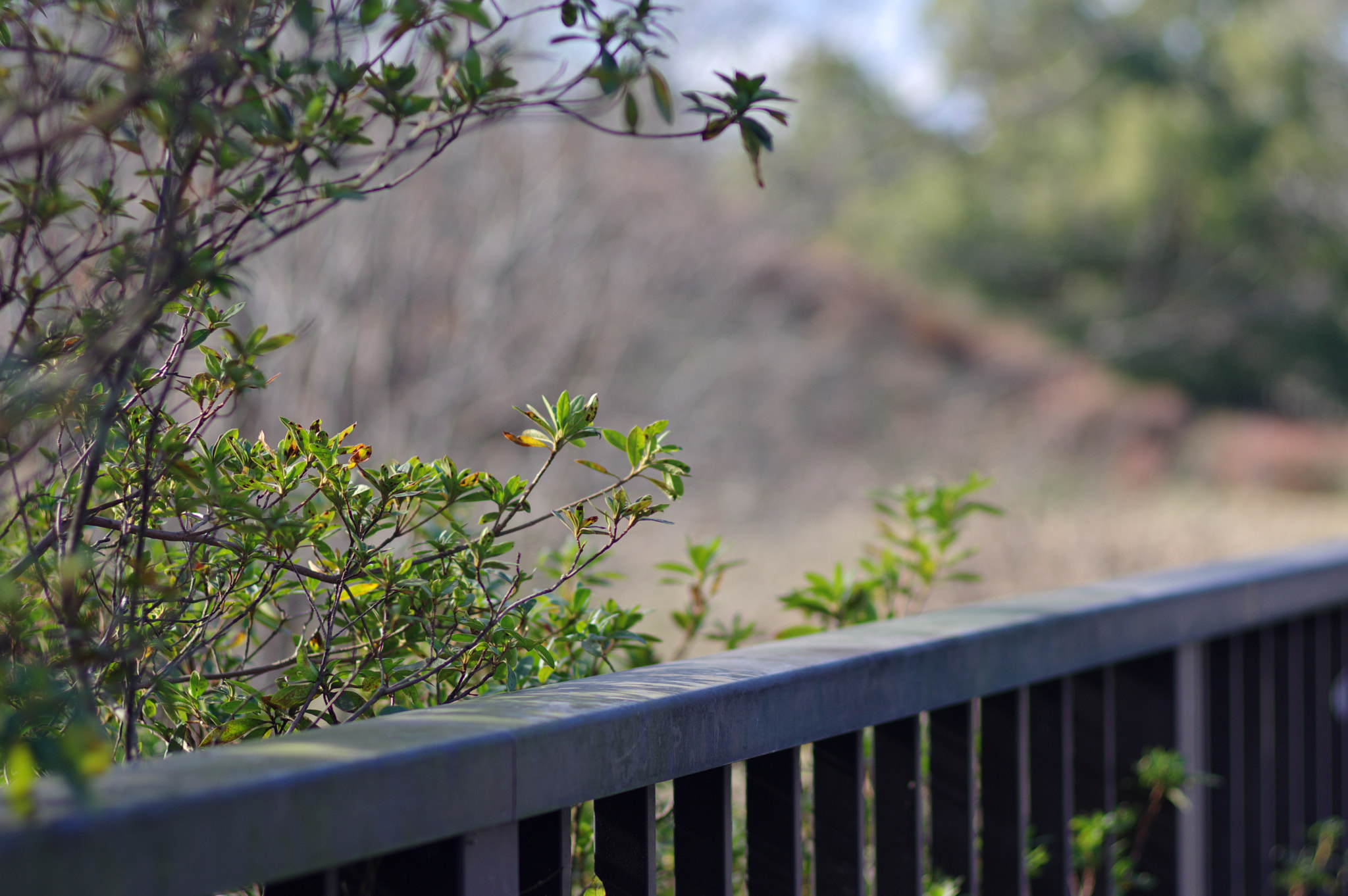 Pentax K-3 + Pentax smc FA 77mm 1.8 Limited sample photo. Freezing cold in tokyo.... photography