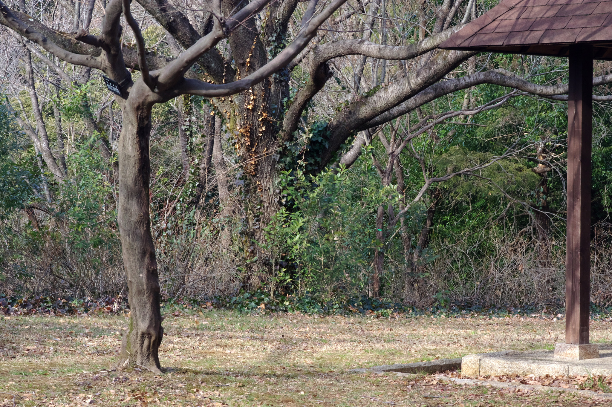 Pentax smc FA 77mm 1.8 Limited sample photo. Still and cold.... photography