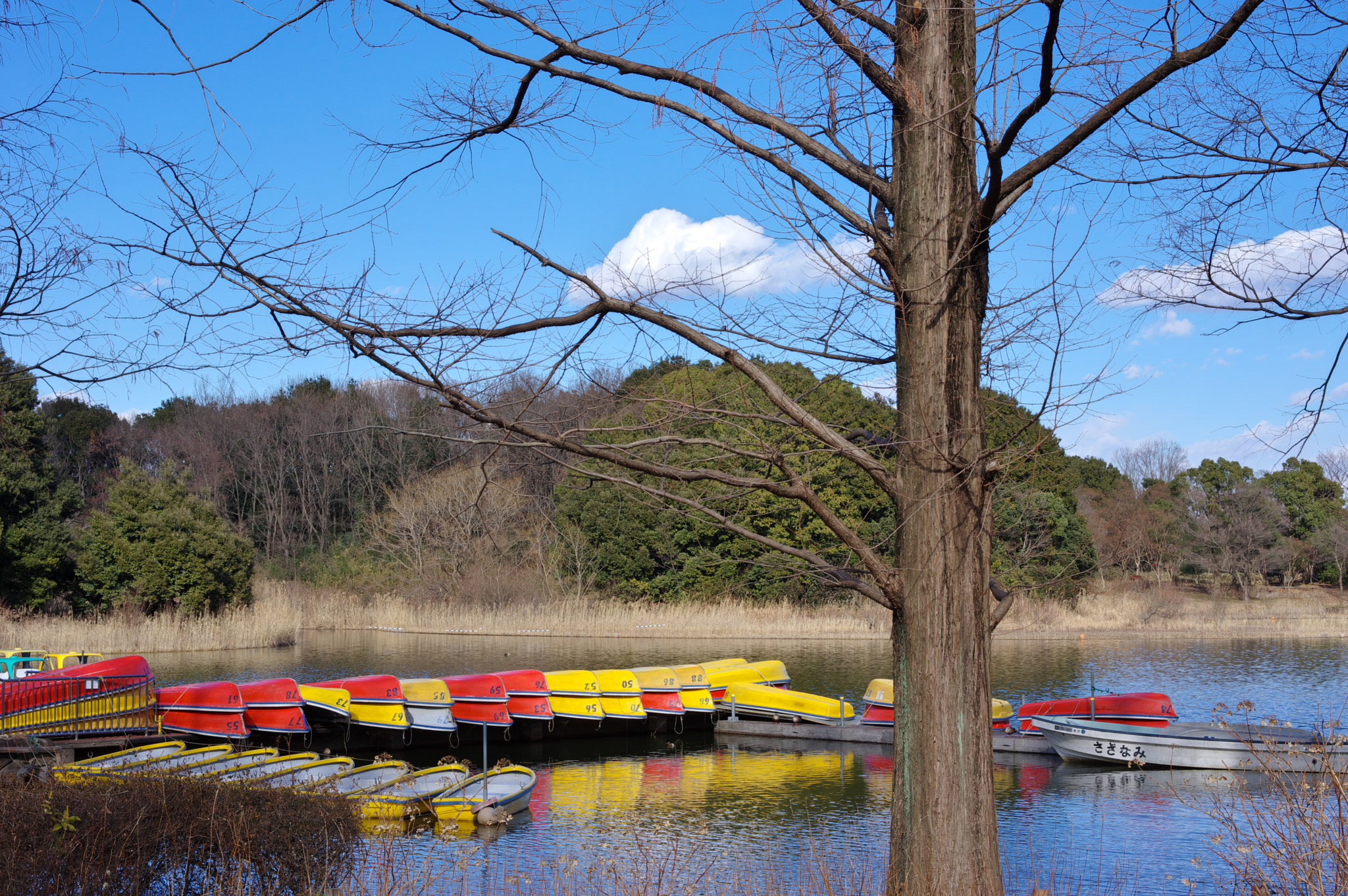 Pentax K-3 sample photo. Red and yellow.... photography