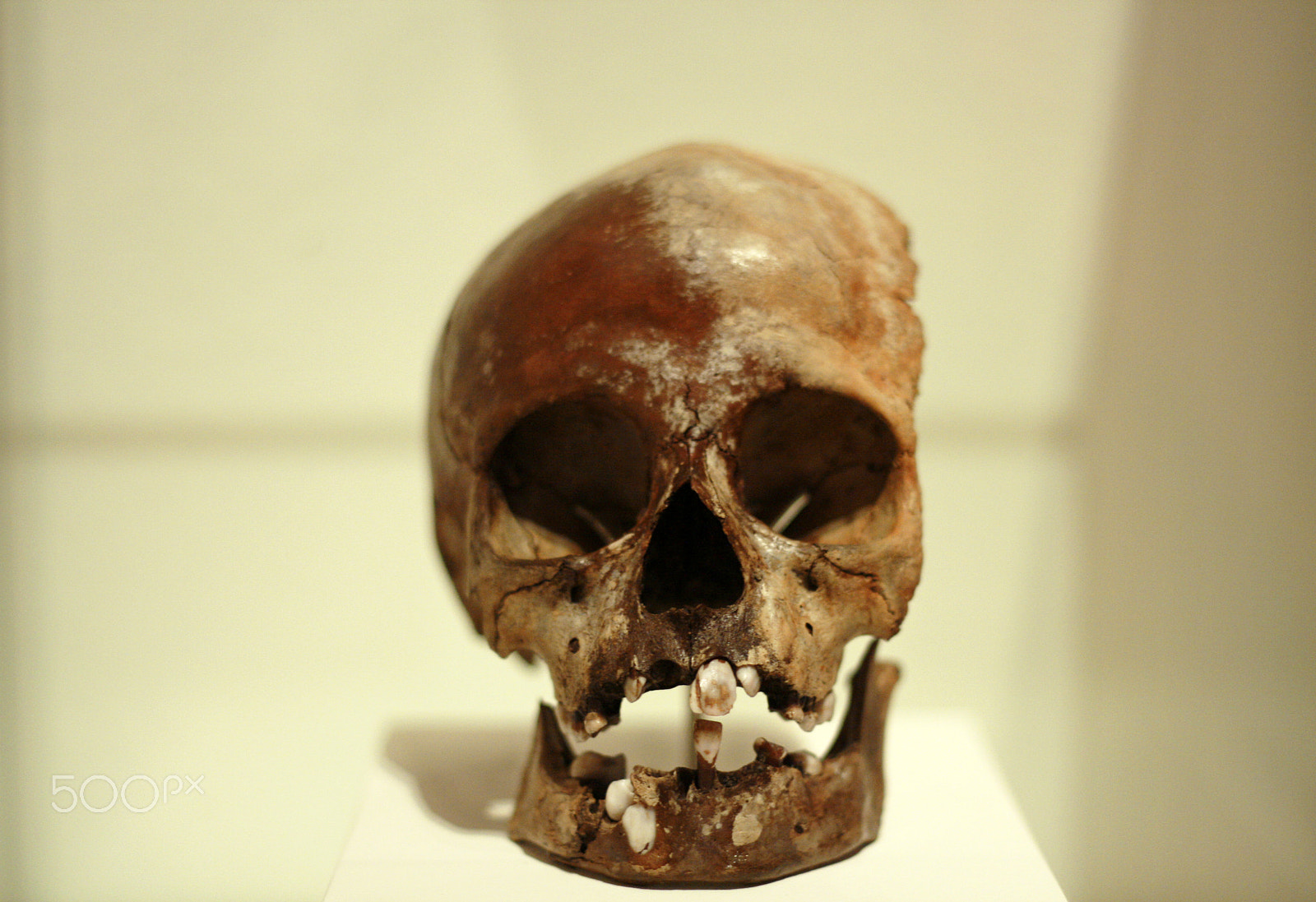 Canon EOS 400D (EOS Digital Rebel XTi / EOS Kiss Digital X) sample photo. Skull photography
