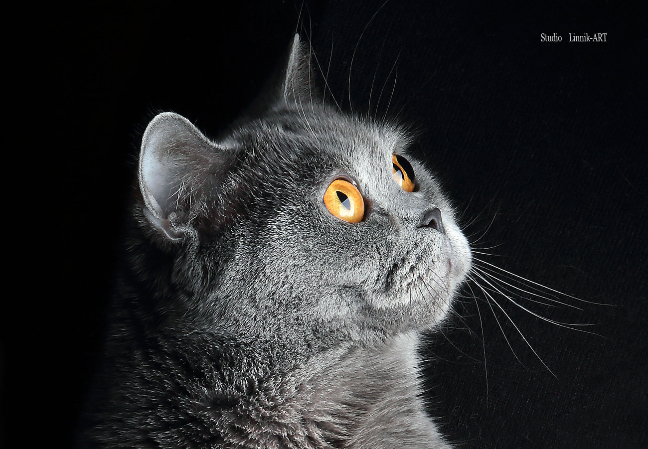 Canon EOS-1D Mark IV sample photo. Huf photography