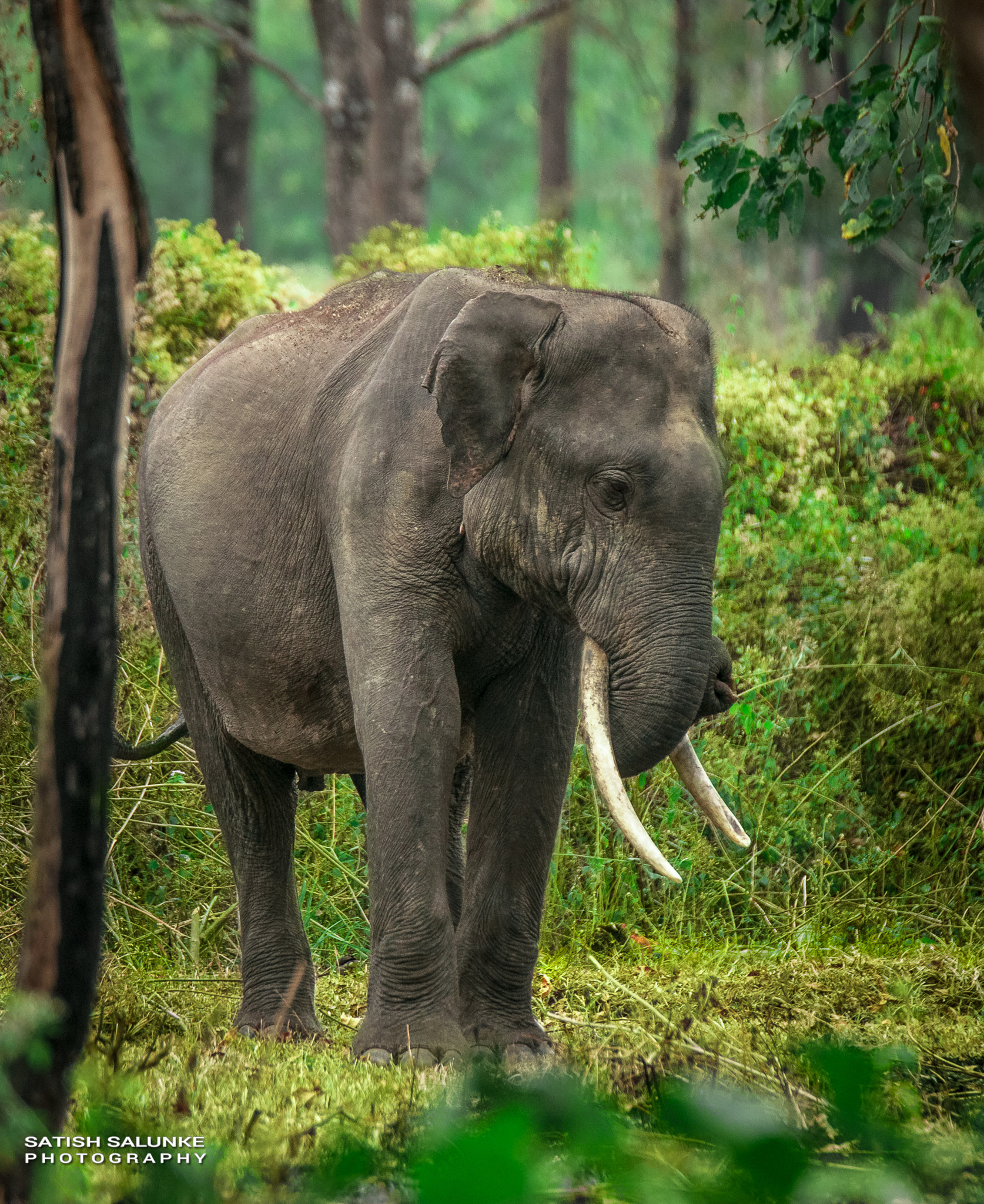 Nikon AF-S Nikkor 70-200mm F2.8G ED VR II sample photo. Bull elephant photography