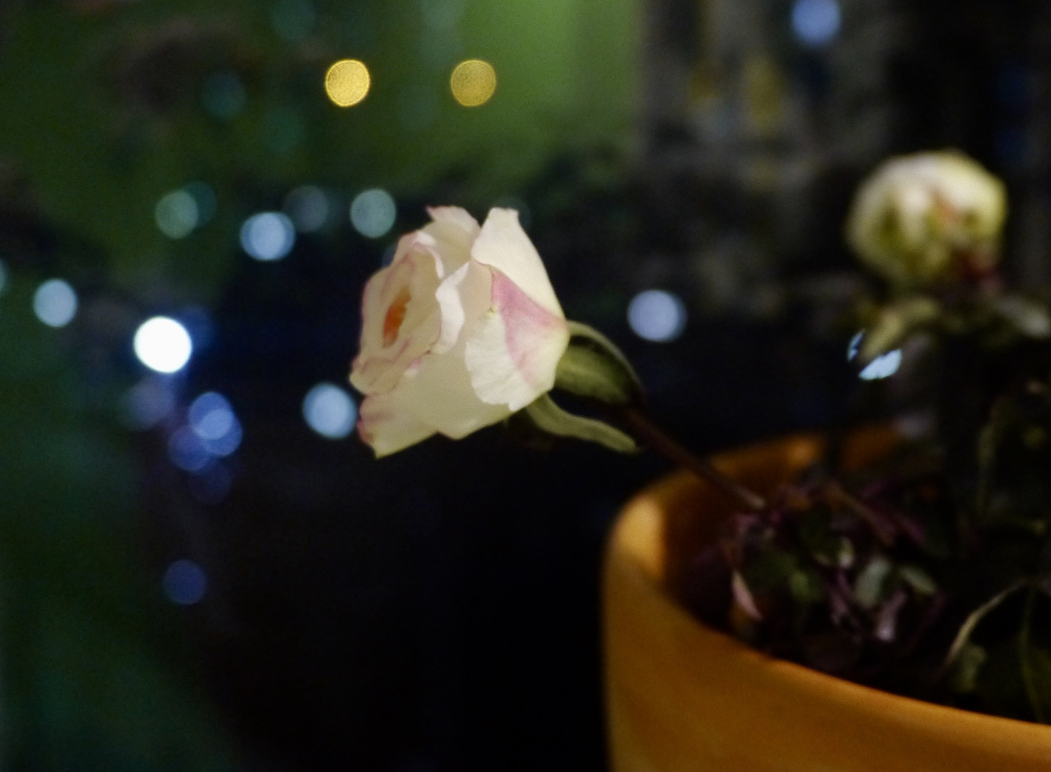 Panasonic Lumix DMC-GX1 + Panasonic Lumix G 14mm F2.5 ASPH sample photo. The light in the air makes the flower as if it's shining. photography