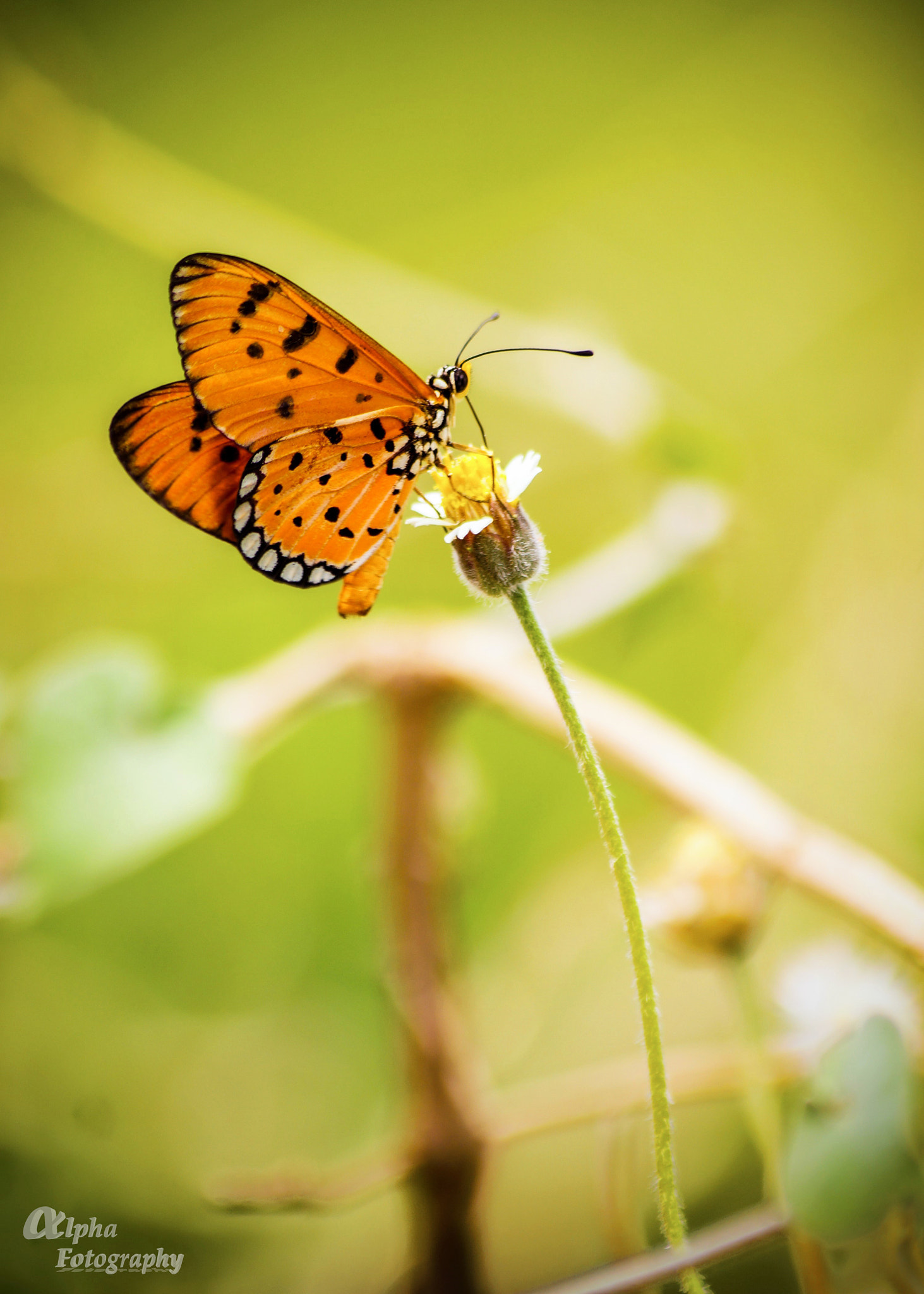 Sony SLT-A58 + Sony DT 55-200mm F4-5.6 SAM sample photo. Butterfly photography