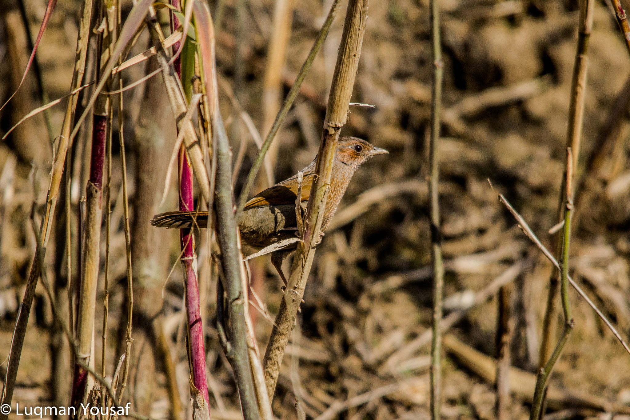 Sigma 150-500mm F5-6.3 DG OS HSM sample photo. Streaked laughing thrush photography